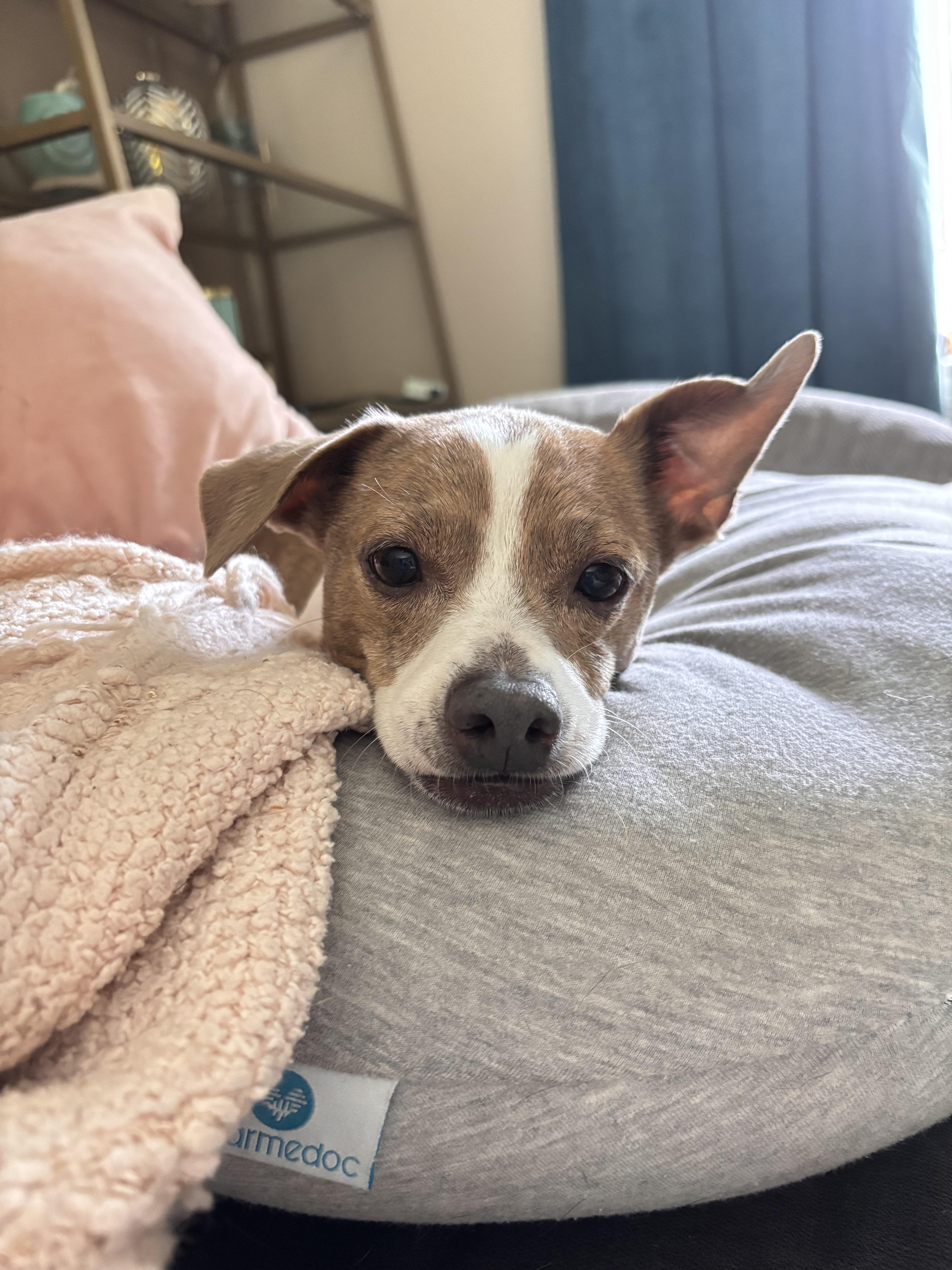 Enlarge Blanquita, a Adopted mixed breed in Ypsilanti, MI image 3/6