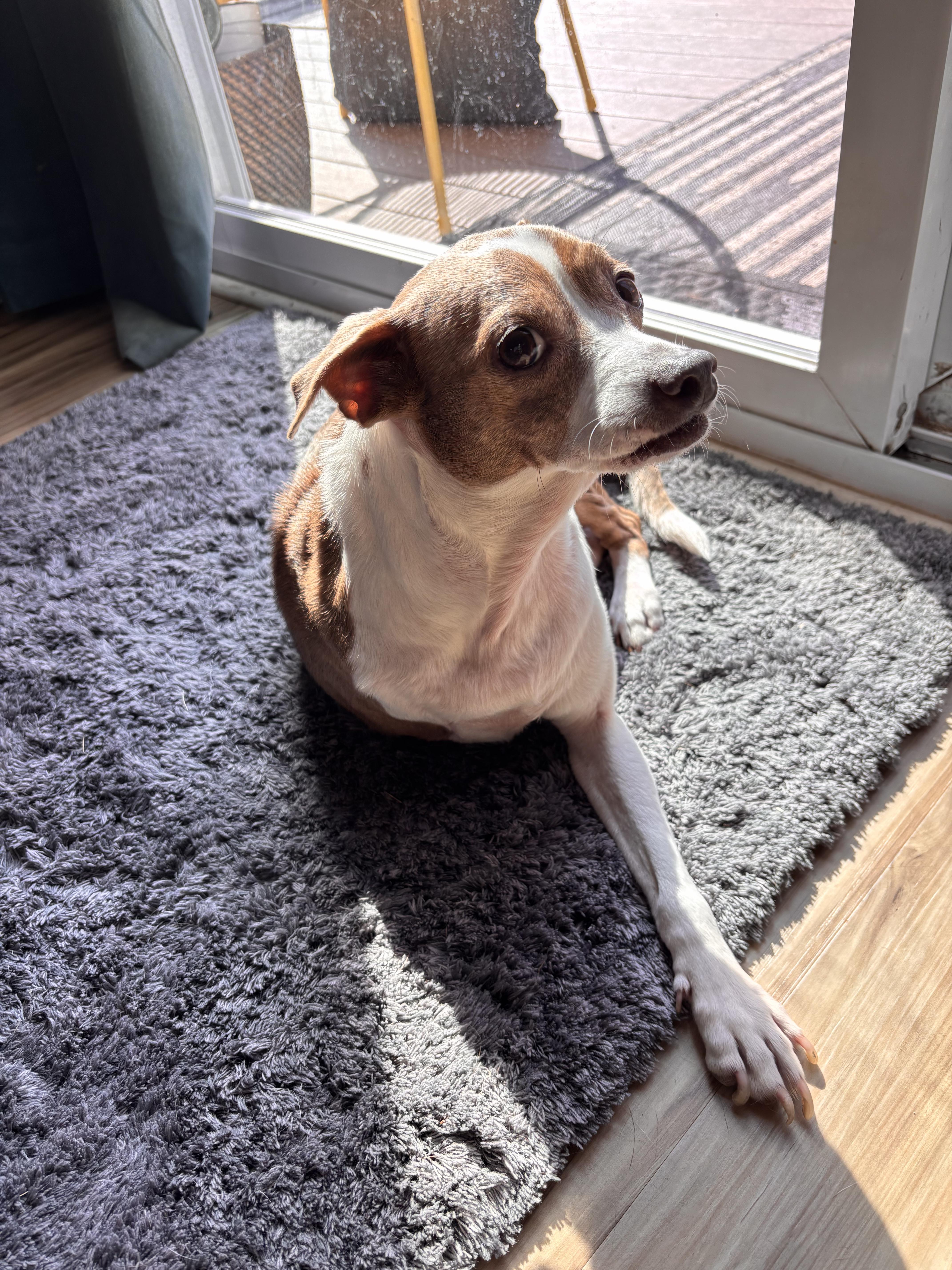 Enlarge Blanquita, a Adopted mixed breed in Ypsilanti, MI image 4/6