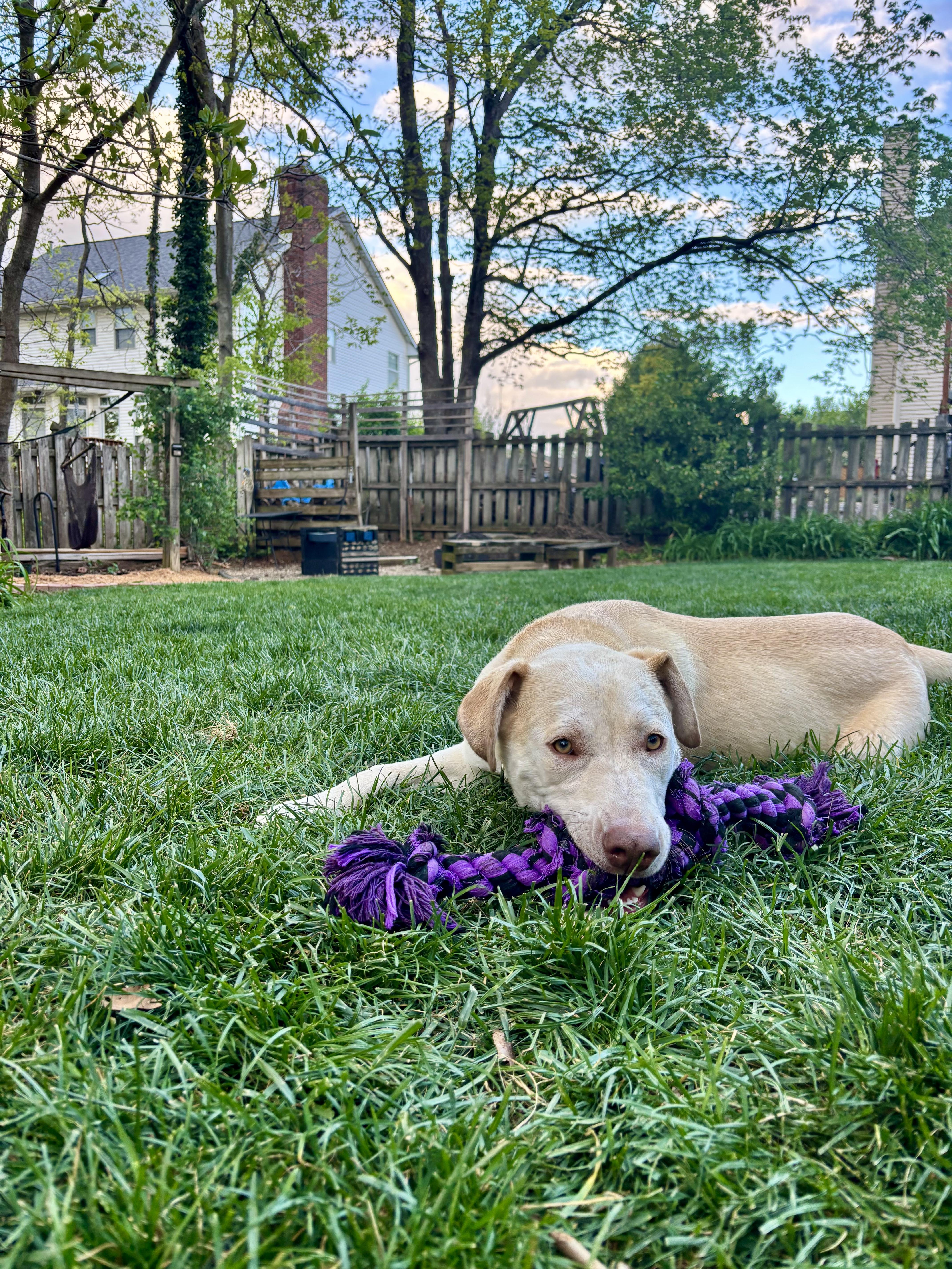 Enlarge Brody, a ADOPTABLE mixed breed in Lewisville, IN image 2/4
