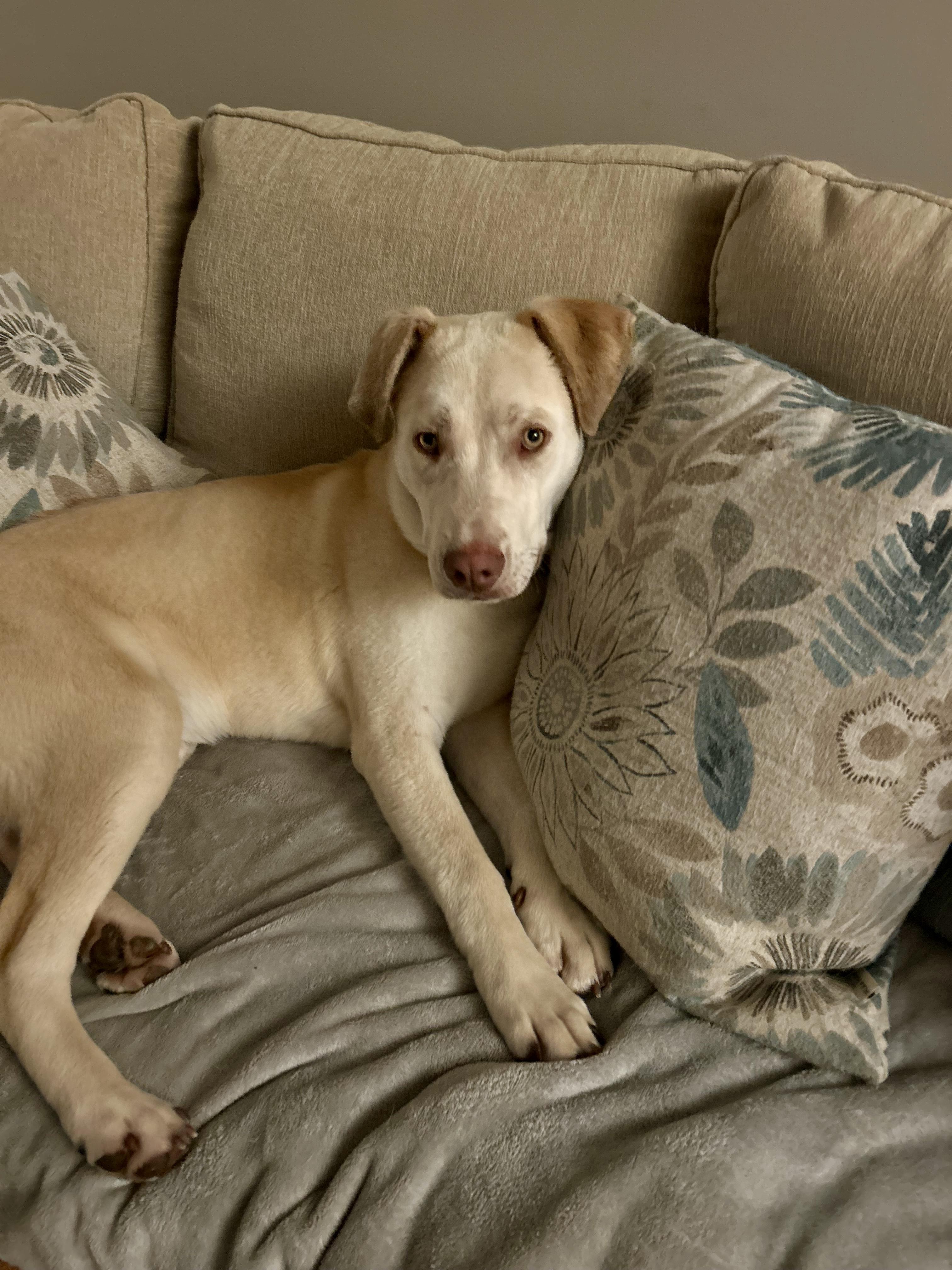 Enlarge Brody, a ADOPTABLE mixed breed in Lewisville, IN image 3/4