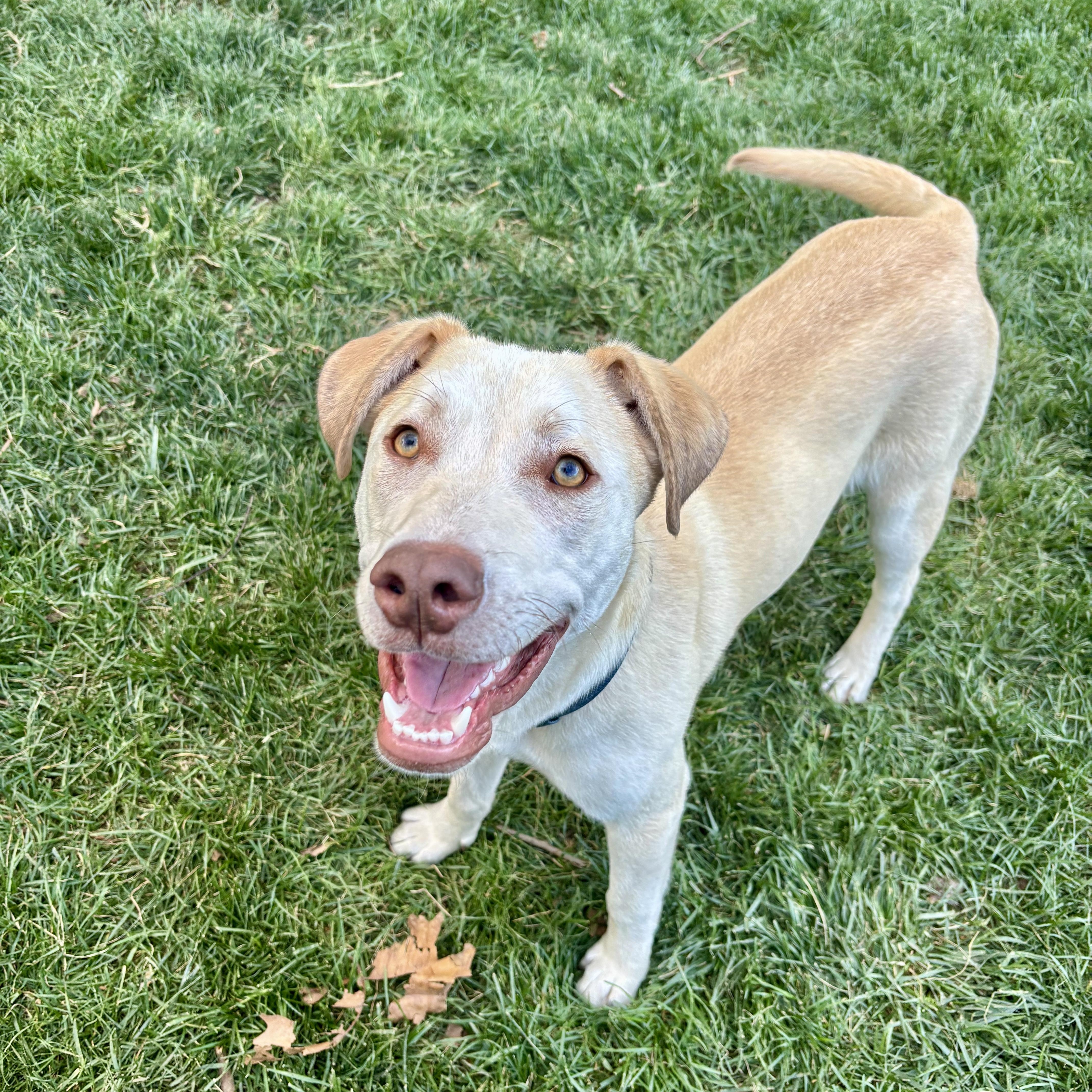 Brody, ADOPTABLE, Young Male Labrador Retriever.