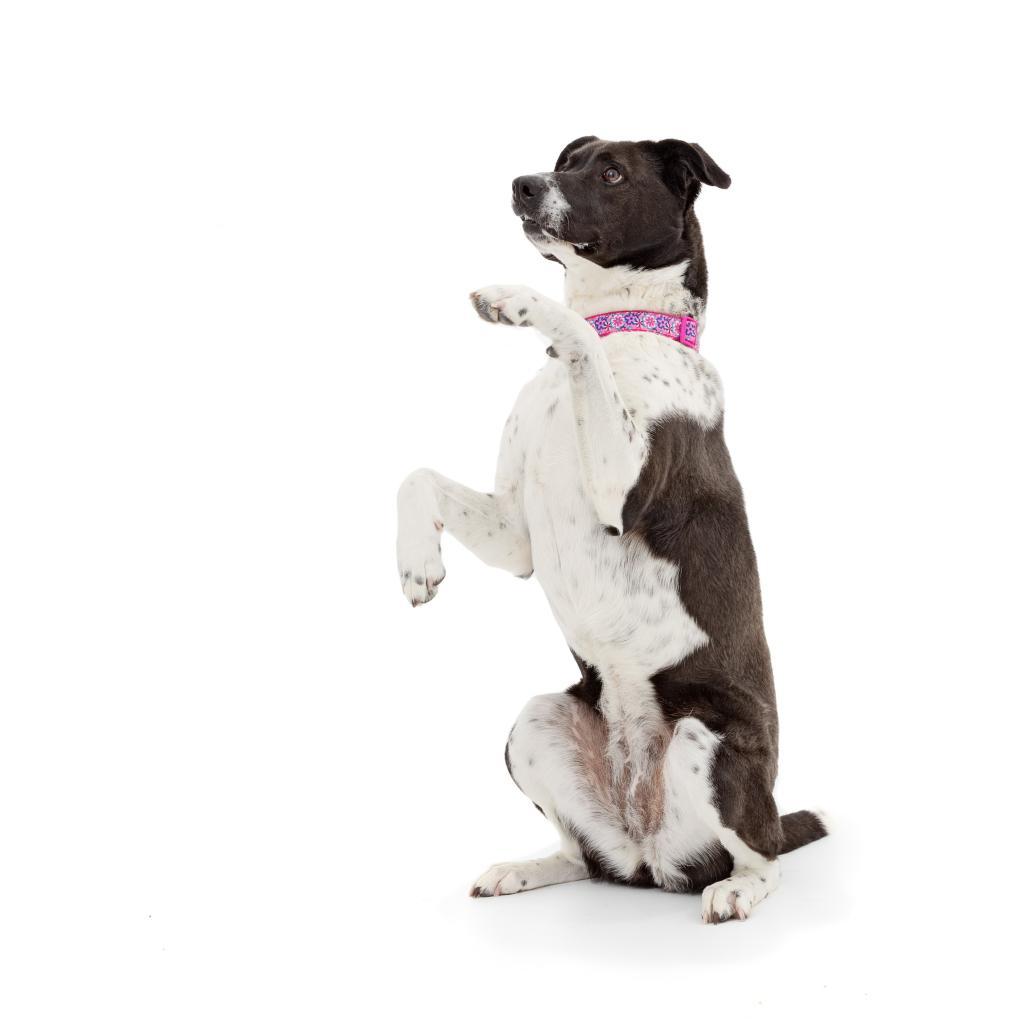 Polly, Adoptable, Adult Female Border Collie & Great Pyrenees.