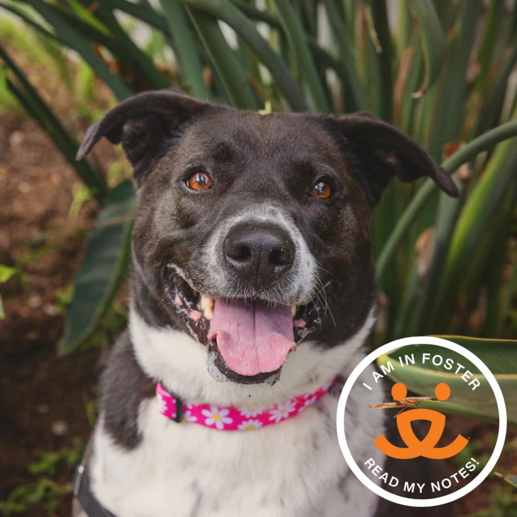 Enlarge Polly, a Adoptable mixed breed in Los Angeles, CA image 2/6