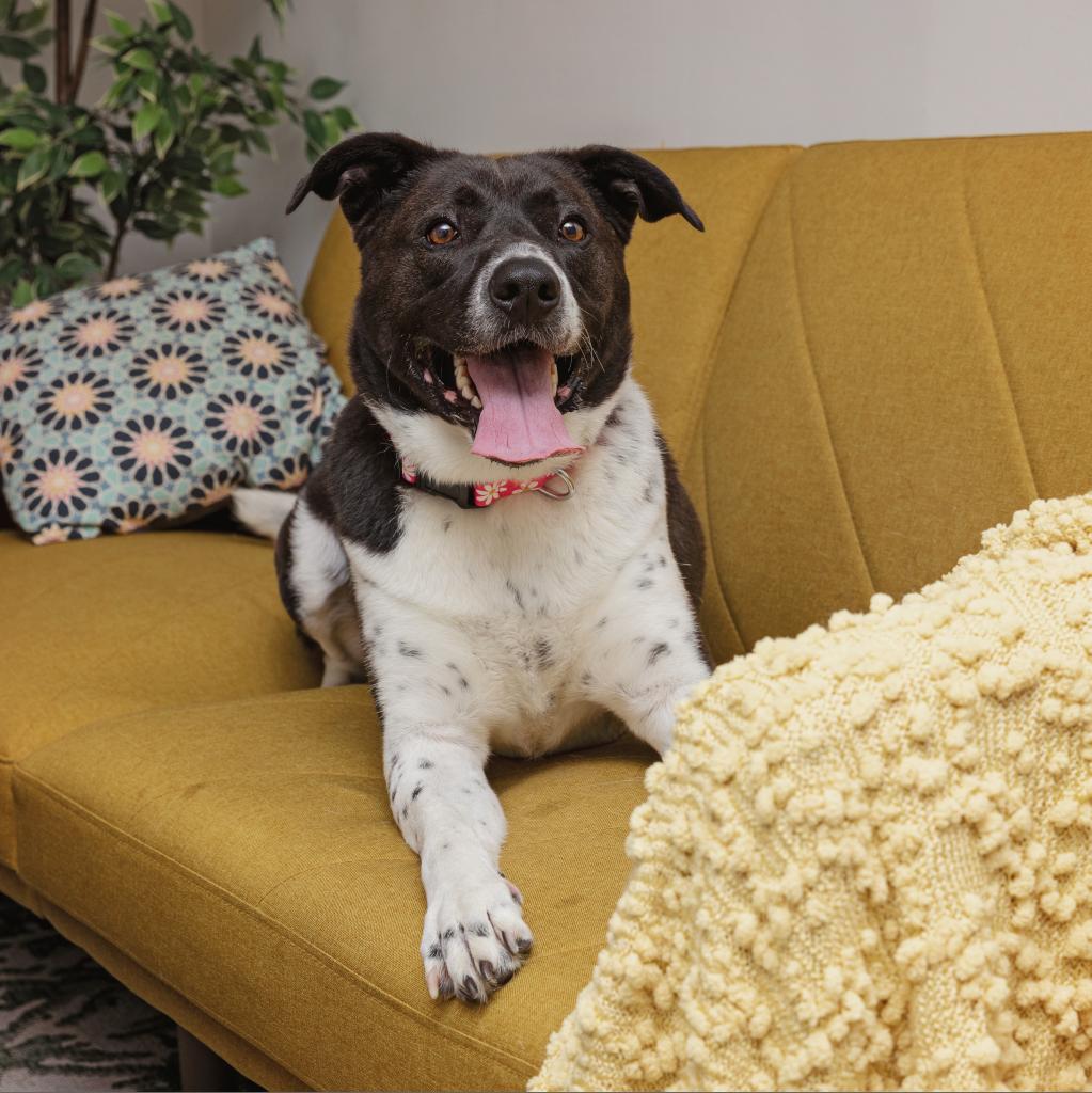 Enlarge Polly, a Adoptable mixed breed in Los Angeles, CA image 3/6