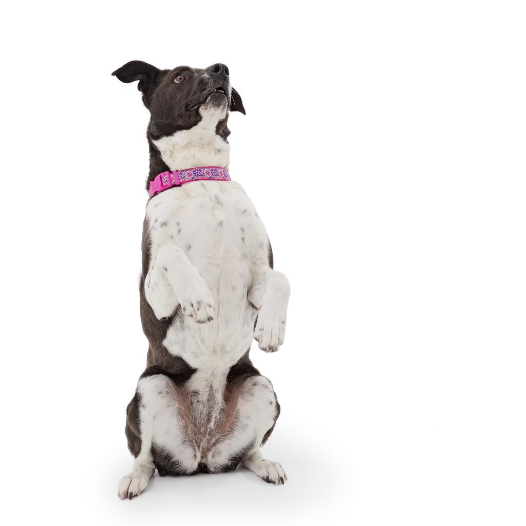 Enlarge Polly, a Adoptable mixed breed in Los Angeles, CA image 4/6