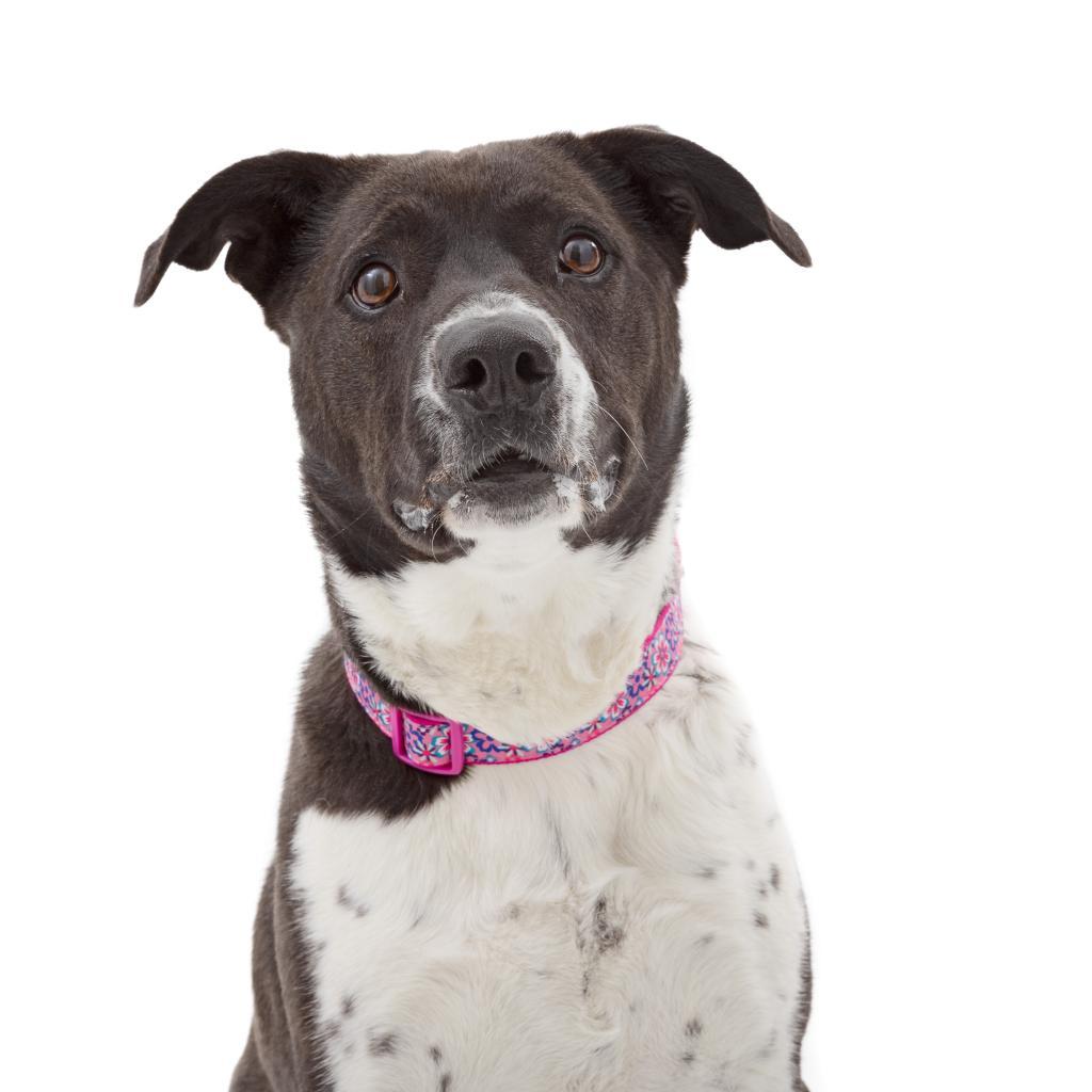 Enlarge Polly, a Adoptable mixed breed in Los Angeles, CA image 5/6