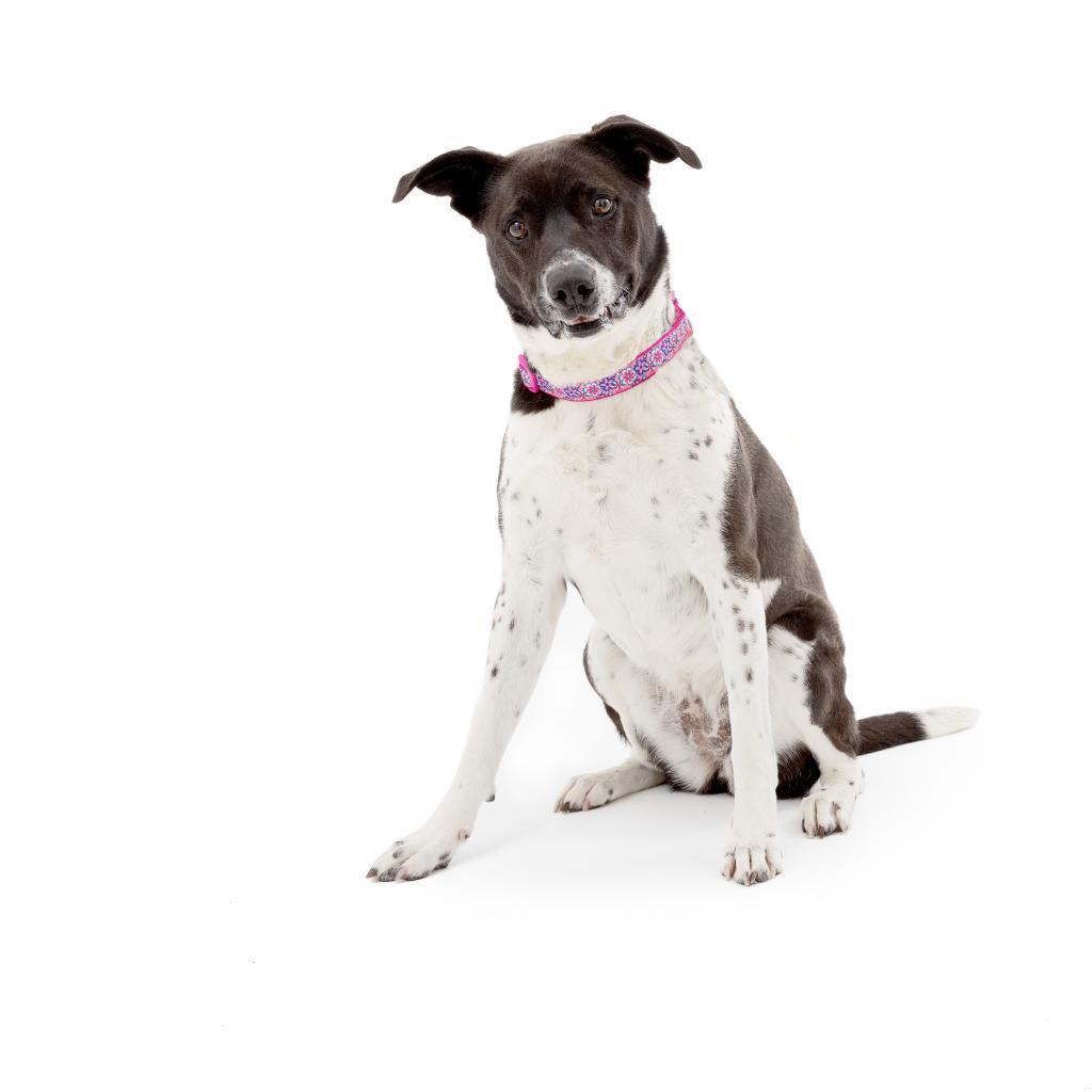 Enlarge Polly, a Adoptable mixed breed in Los Angeles, CA image 6/6