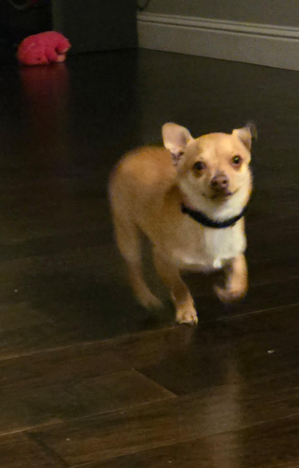 Enlarge Carmello, a Adopted Chihuahua in Buffalo, NY image 3/5