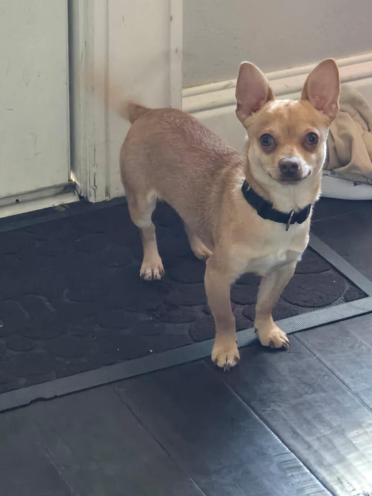 Enlarge Carmello, a Adopted Chihuahua in Buffalo, NY image 2/5