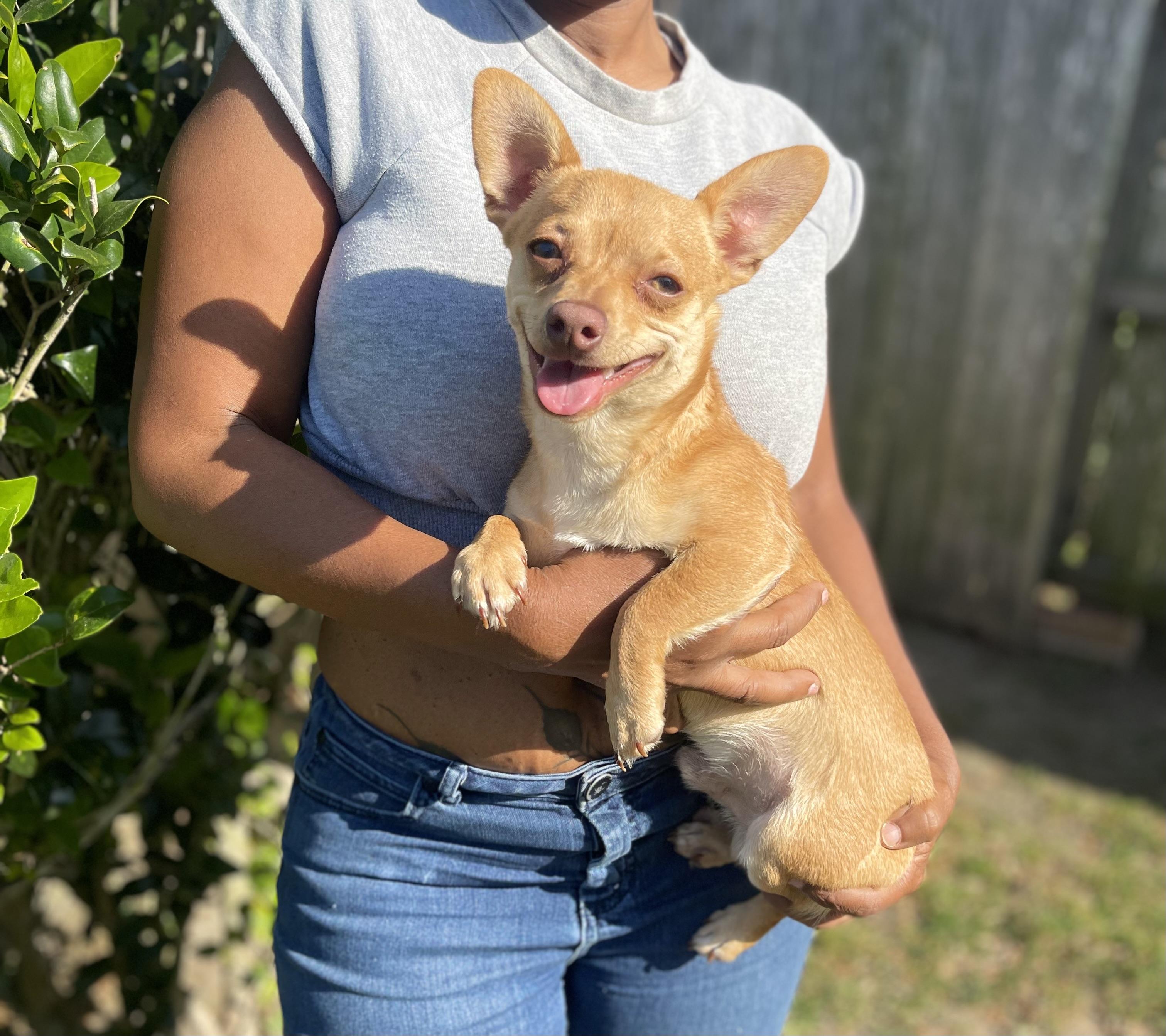 Enlarge Carmello, a Adopted Chihuahua in Buffalo, NY image 1/5