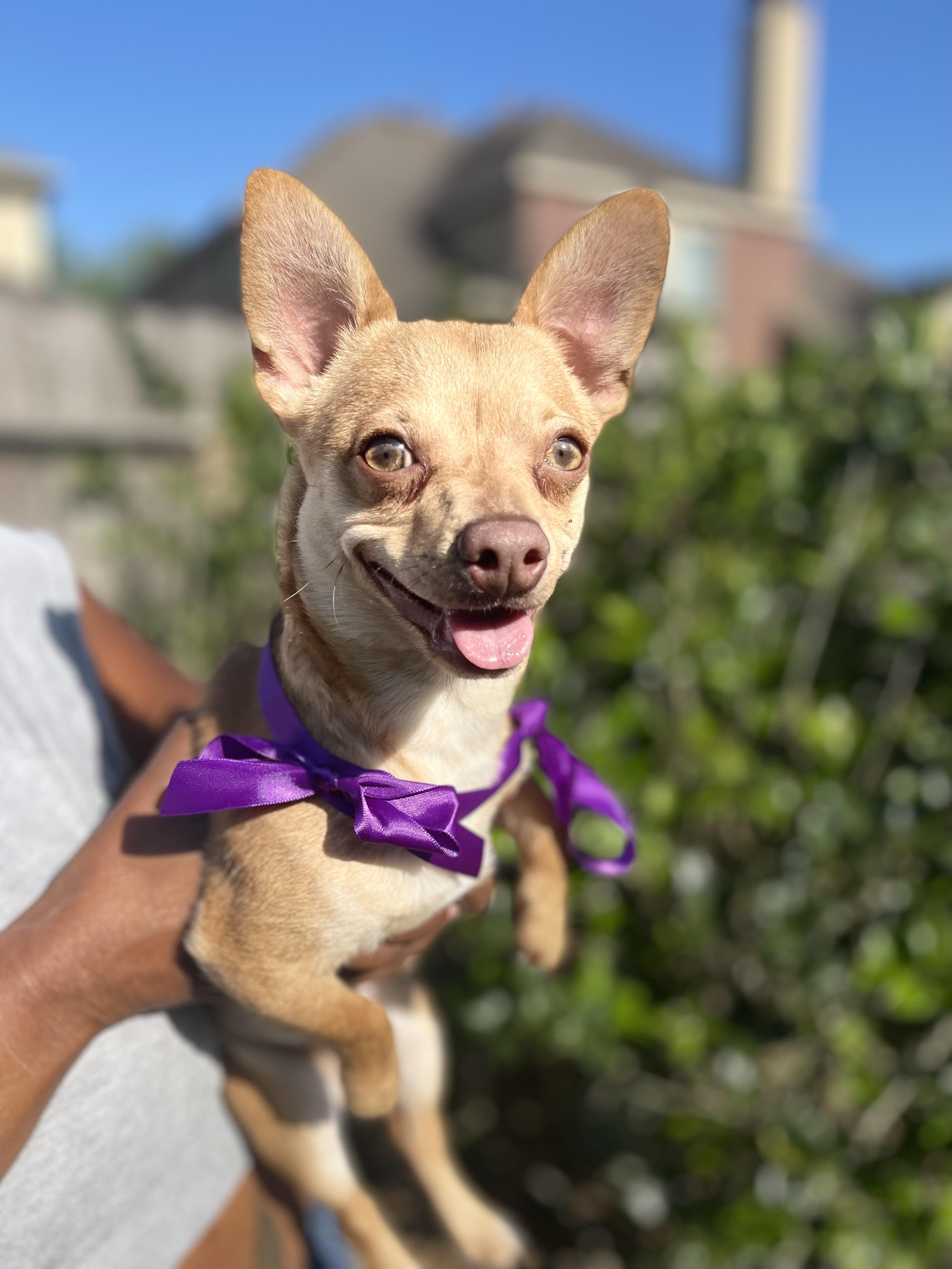 Enlarge Carmello, a Adopted Chihuahua in Buffalo, NY image 4/5