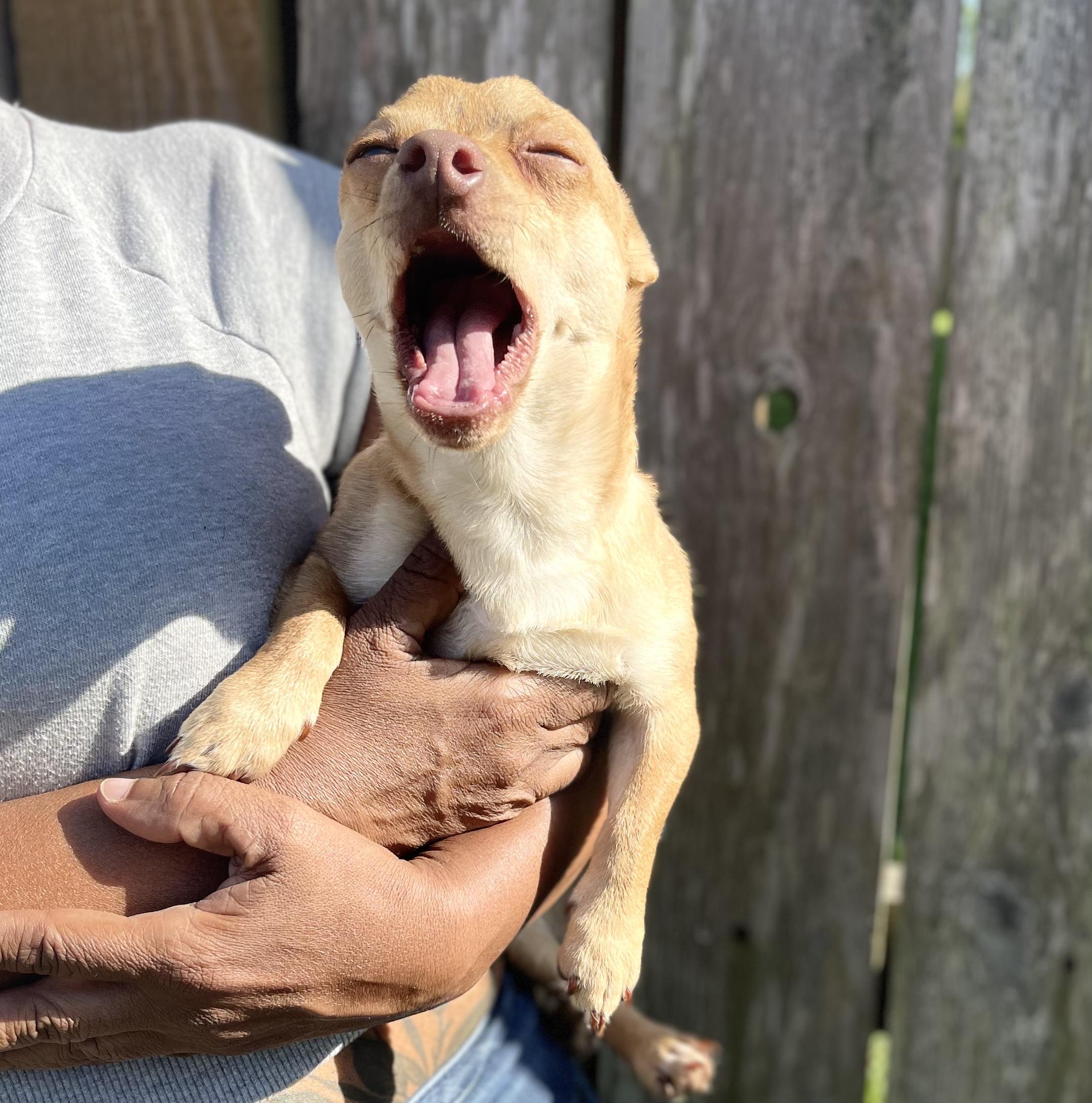 Enlarge Carmello, a Adopted Chihuahua in Buffalo, NY image 5/5