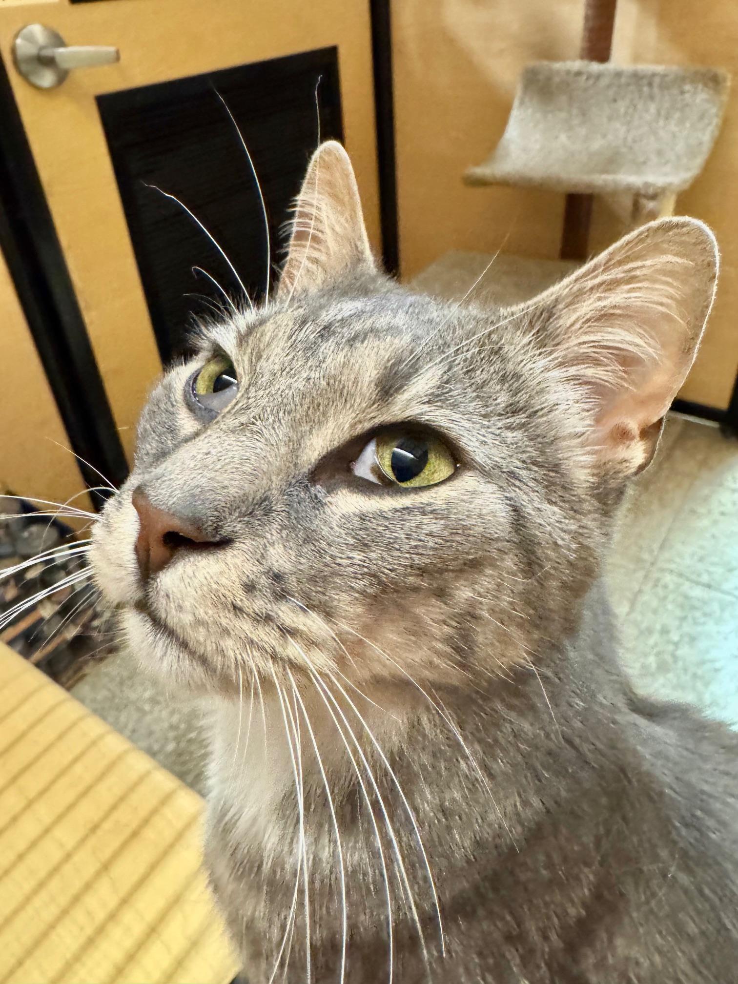 Enlarge Grant, a ADOPTABLE Domestic Short Hair in Springfield, PA image 3/3