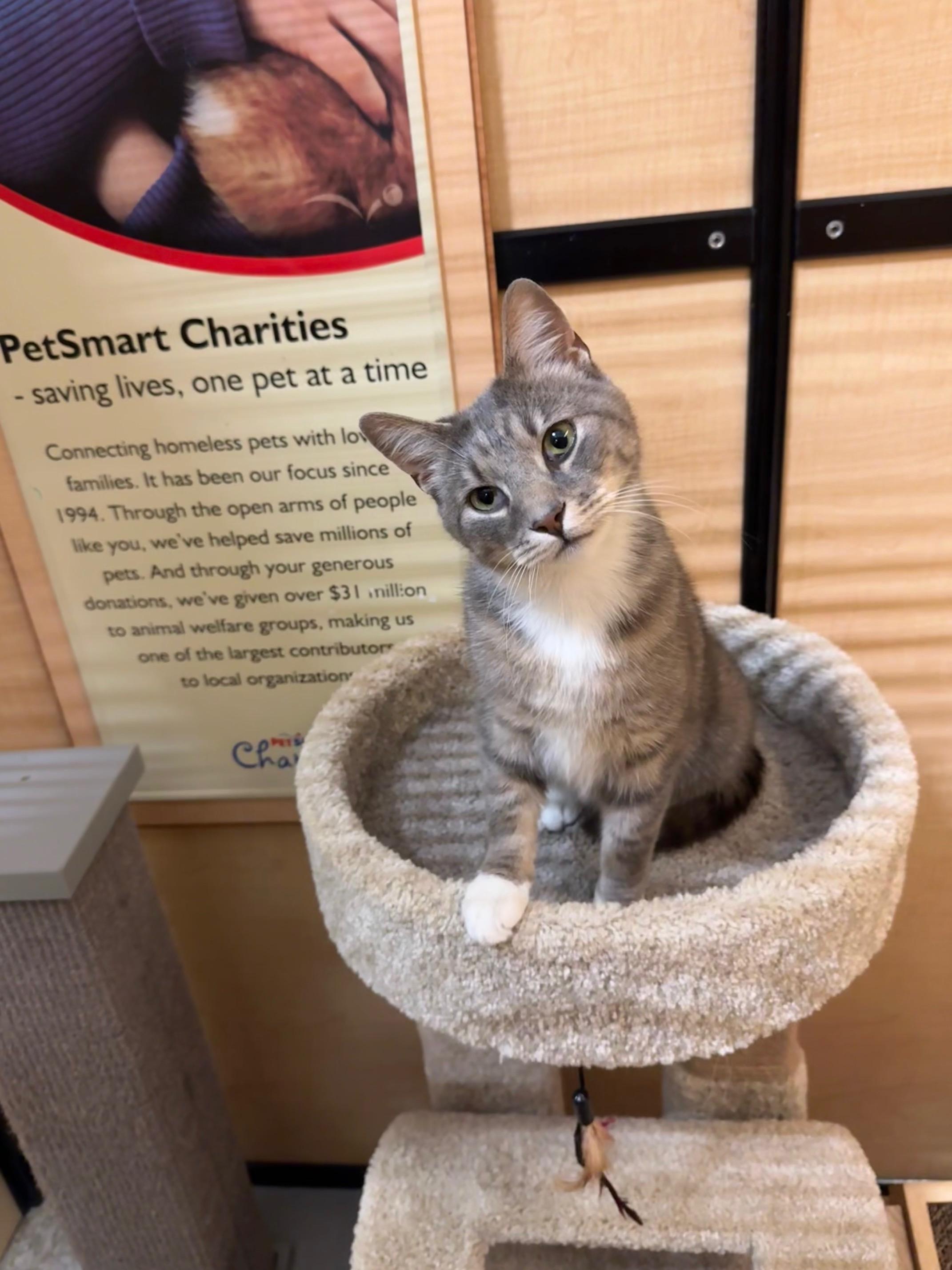 Grant, ADOPTABLE, Young Male Domestic Short Hair.