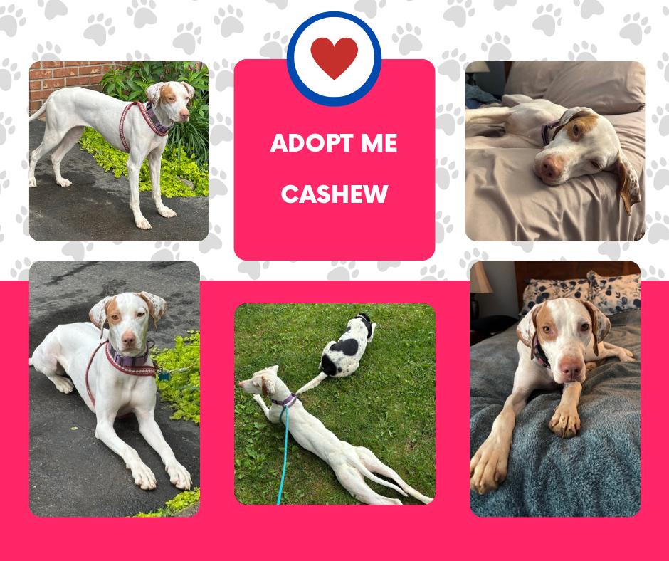 Cashew (NC)