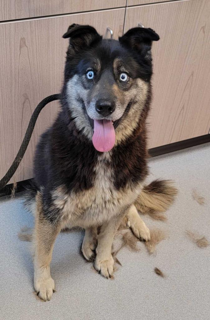Enlarge Blitz, a Adoptable mixed breed in Chillicothe, OH image 1/1