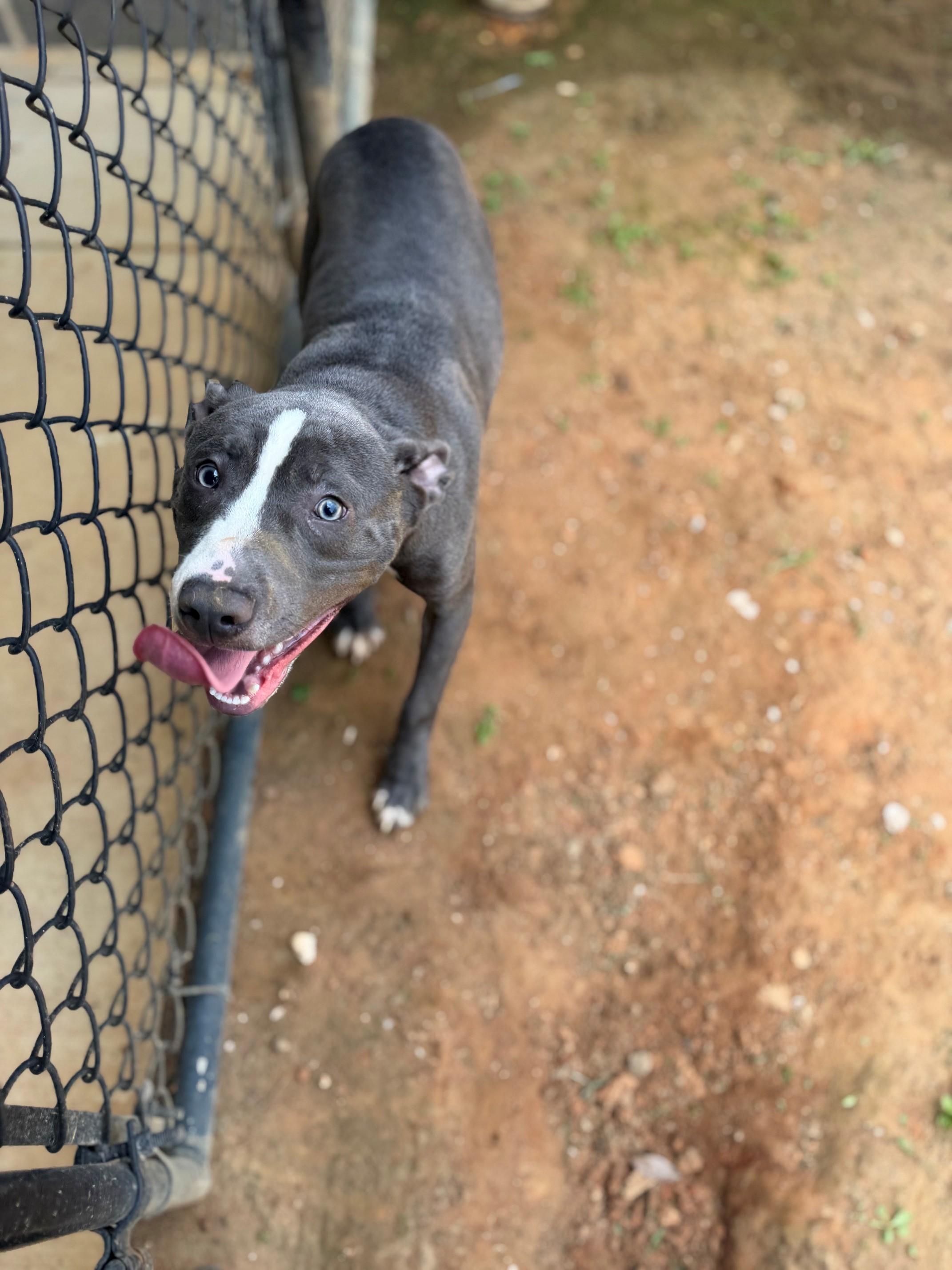Murphy, ADOPTABLE, Young Male Mixed Breed.