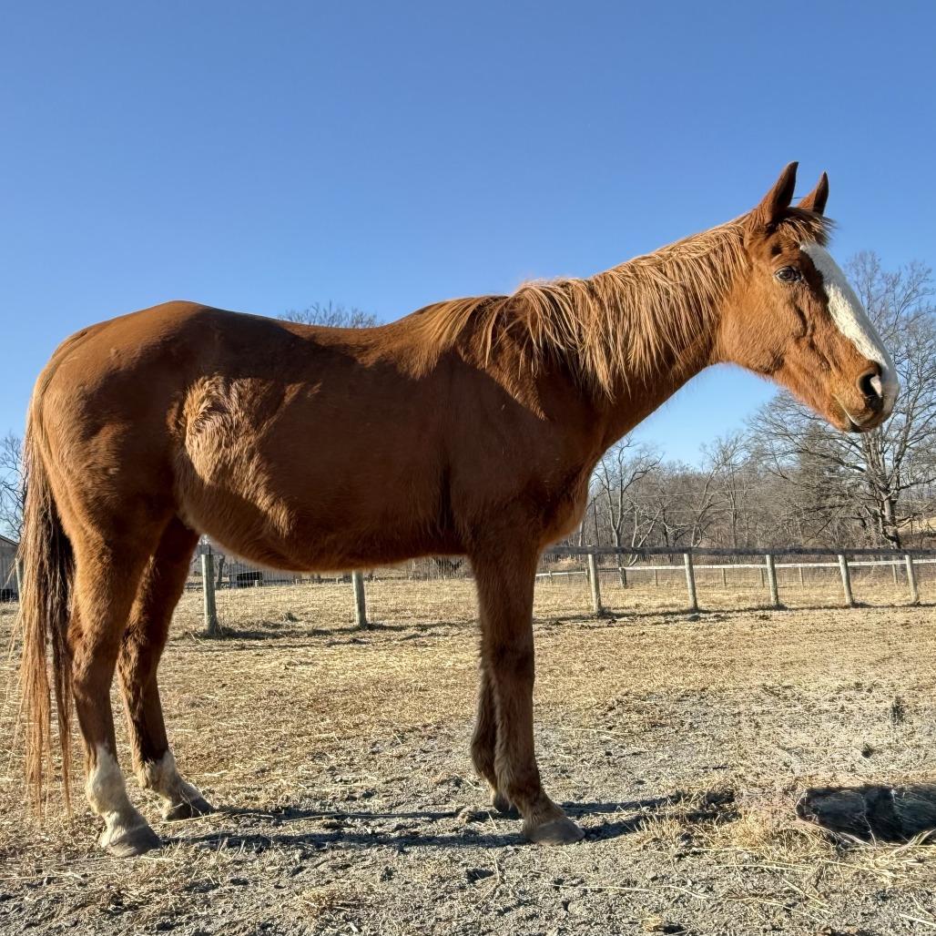 Red, Adoptable, Senior Male Quarterhorse.