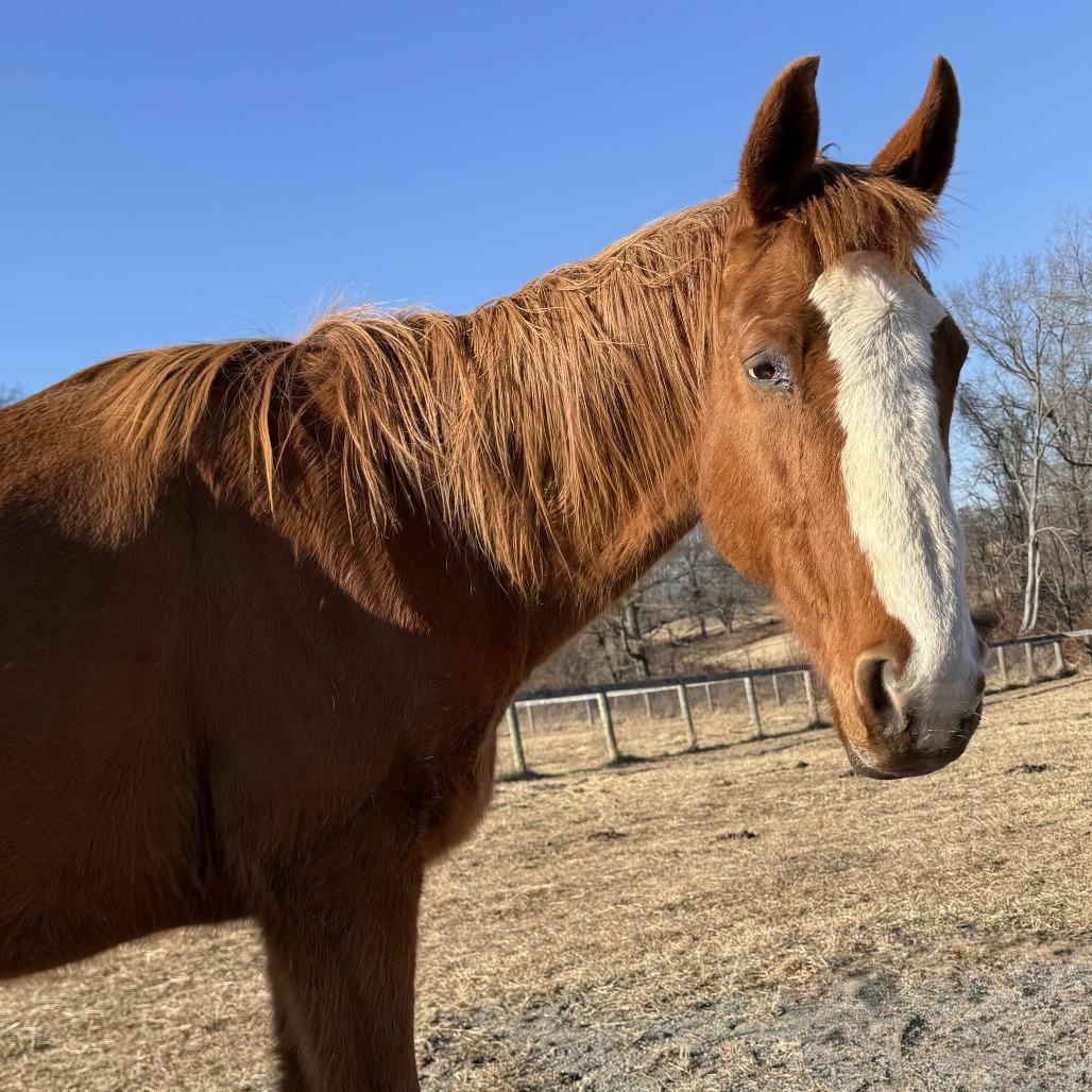Enlarge Red, a Adoptable Quarterhorse in Marshall, VA image 2/5