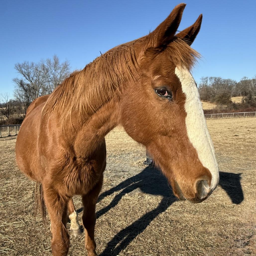 Enlarge Red, a Adoptable Quarterhorse in Marshall, VA image 3/5