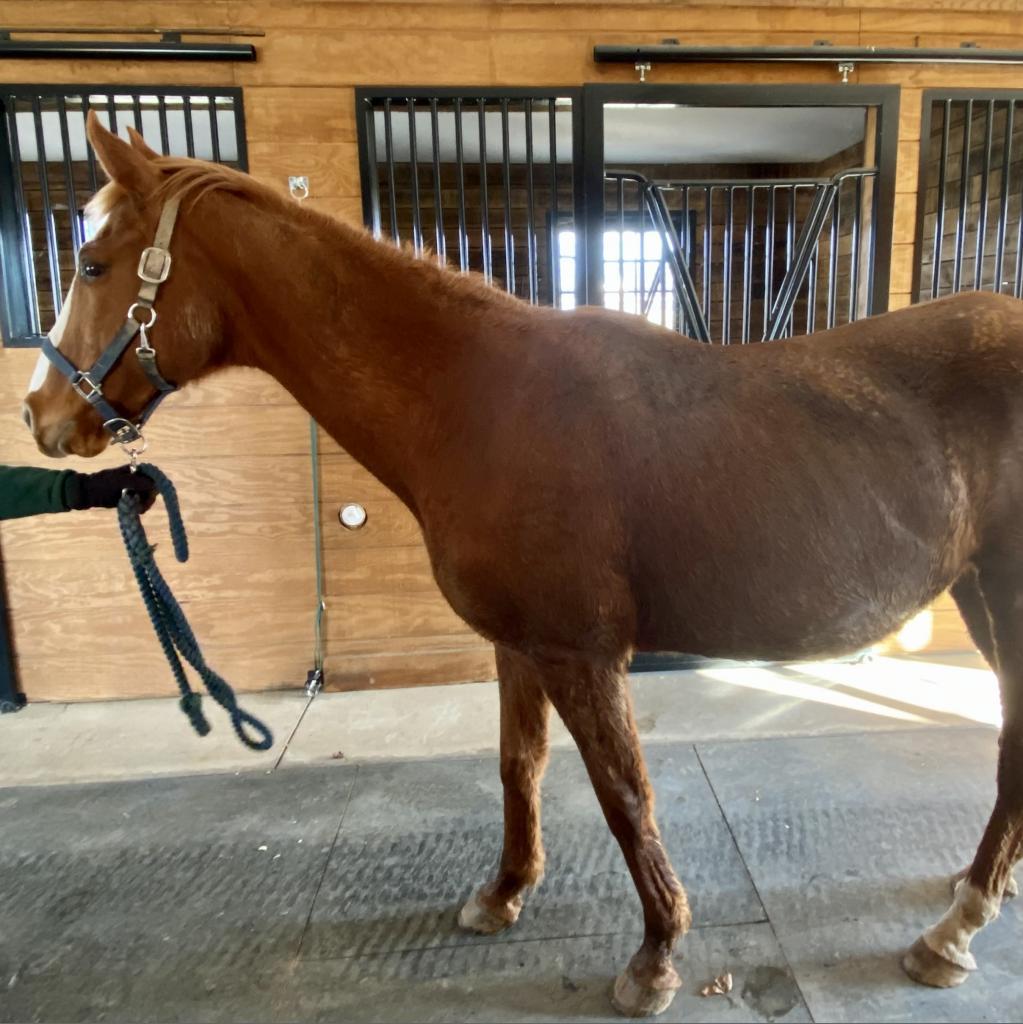 Enlarge Red, a Adoptable Quarterhorse in Marshall, VA image 4/5