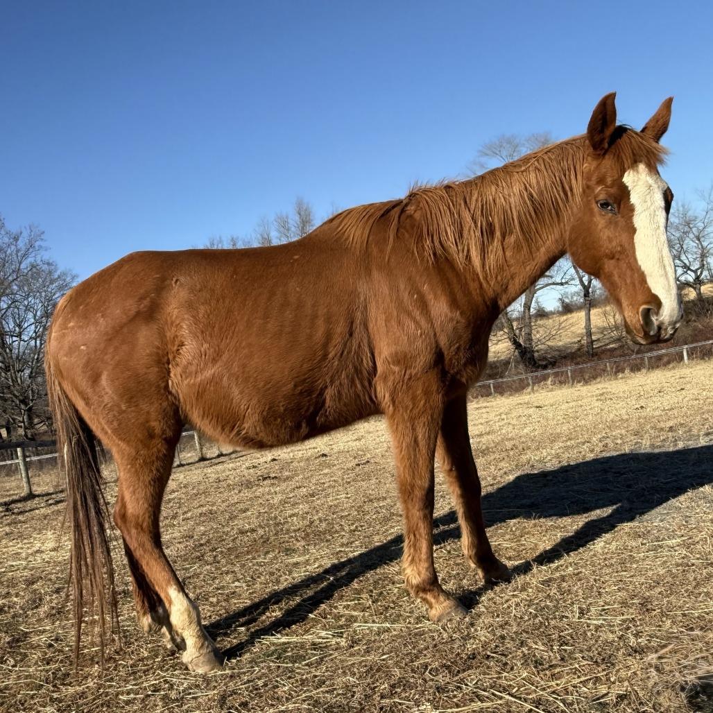 Enlarge Red, a Adoptable Quarterhorse in Marshall, VA image 5/5