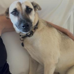 Enlarge Peanut, a Adoptable mixed breed in Albert Lea, MN image 1/5