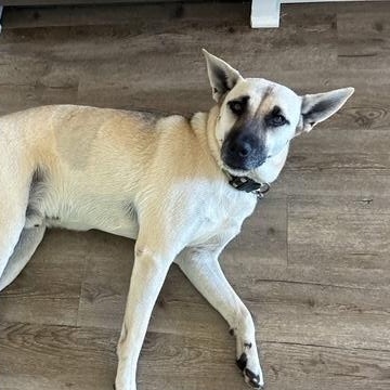 Enlarge Peanut, a Adoptable mixed breed in Albert Lea, MN image 2/5