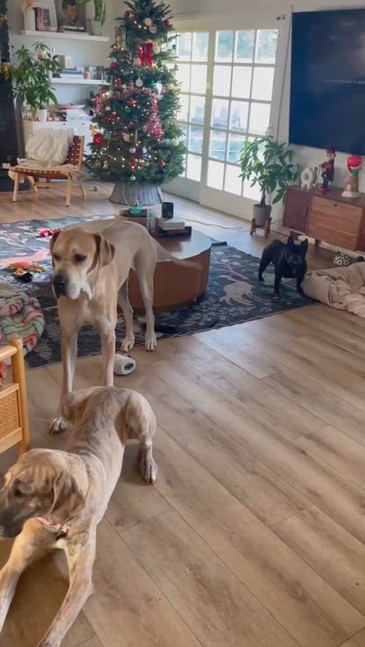 Enlarge Luna, a Adoptable French Bulldog in santa monica, CA video 6/6