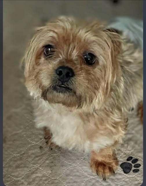 Benji, Adoptable, Senior Male Yorkshire Terrier.