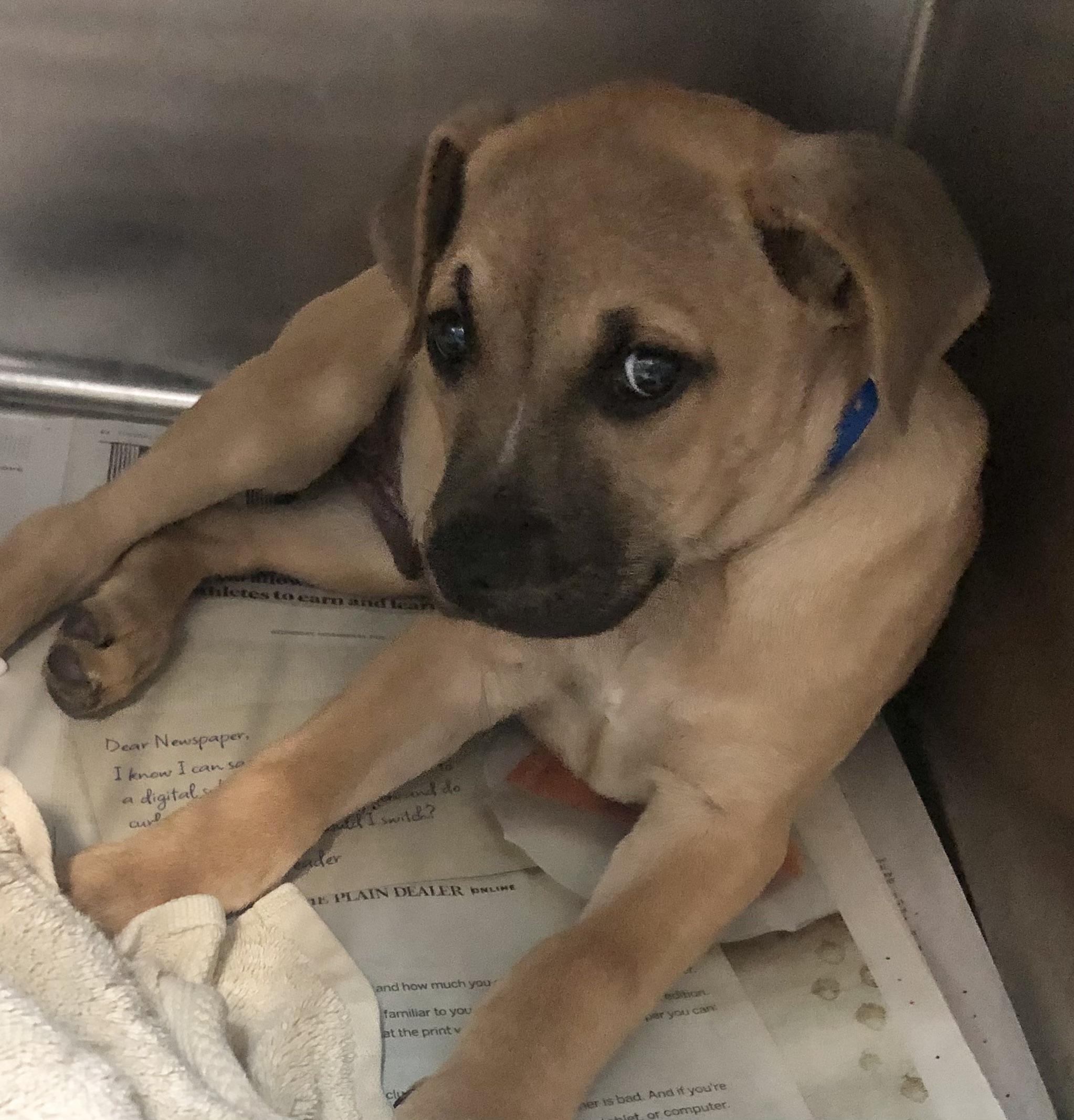 Enlarge Rudy, an adopted mixed breed in Parma, OH image 1/1