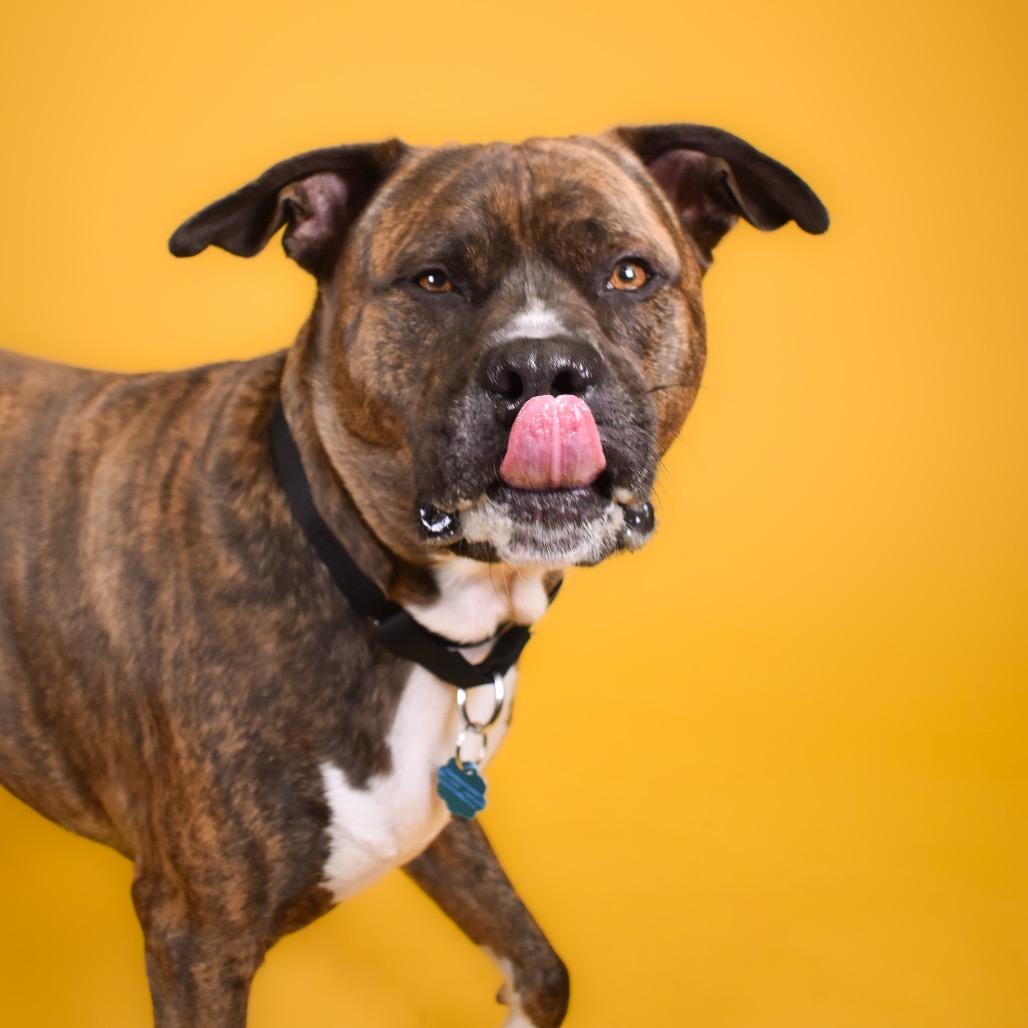 Bowser, Adoptable, Adult Male Mixed Breed.