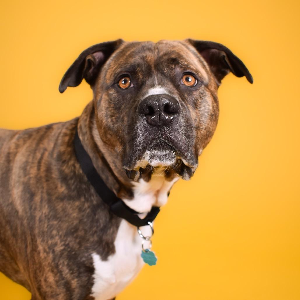 Enlarge Bowser, a Adoptable Mixed Breed in West Palm Beach, FL image 2/4