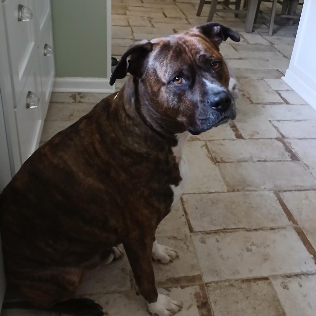 Enlarge Bowser, a Adoptable Mixed Breed in West Palm Beach, FL image 3/4