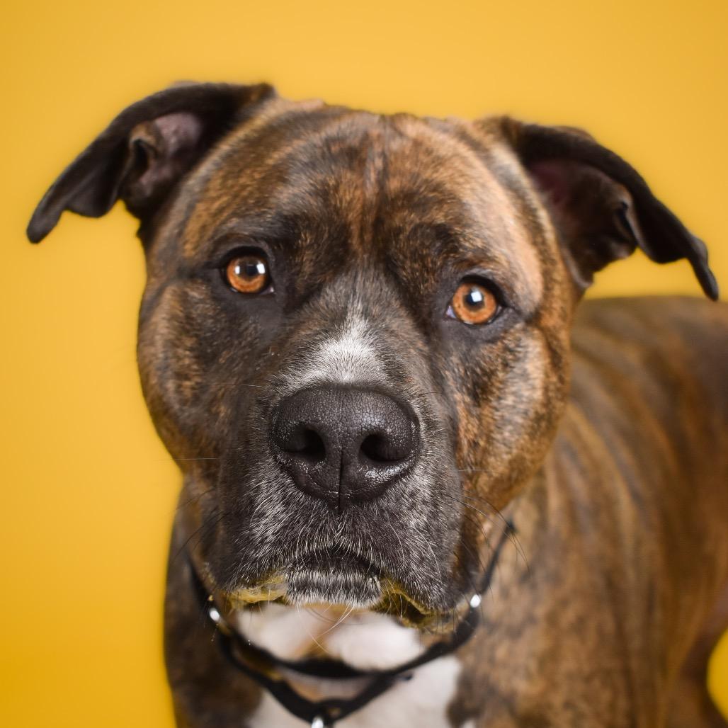 Enlarge Bowser, a Adoptable Mixed Breed in West Palm Beach, FL image 4/4