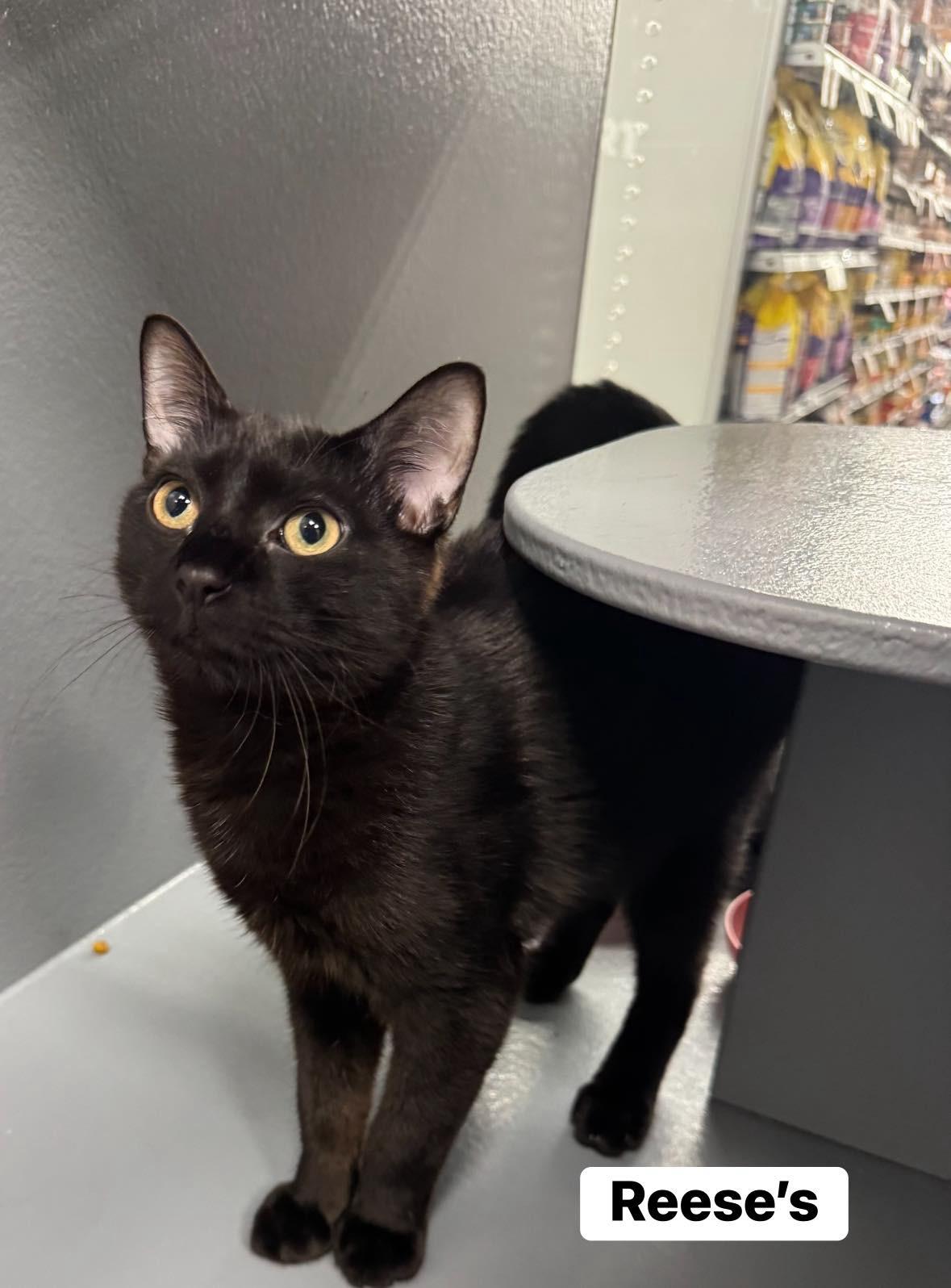 Reeses , ADOPTABLE, Kitten Male Domestic Short Hair.