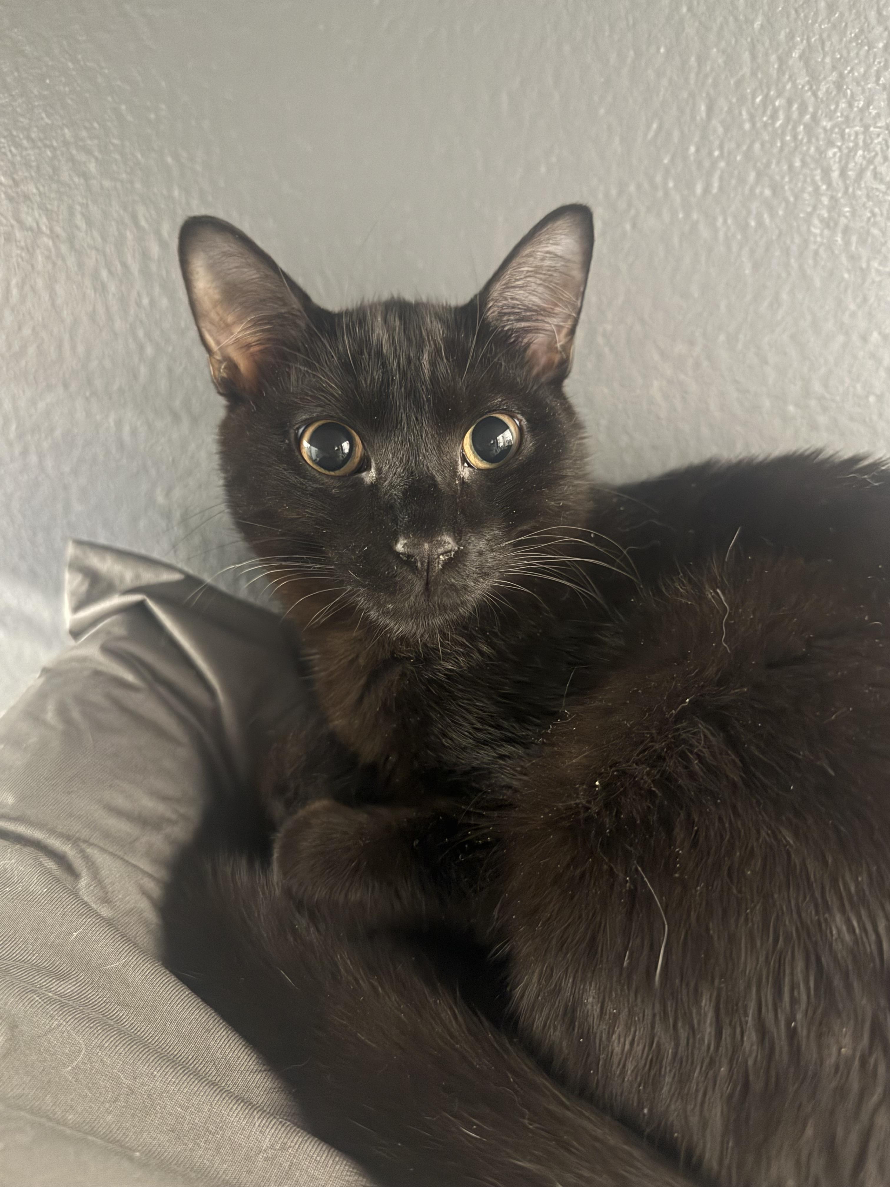 Reeses , ADOPTABLE, Kitten Male Domestic Short Hair.