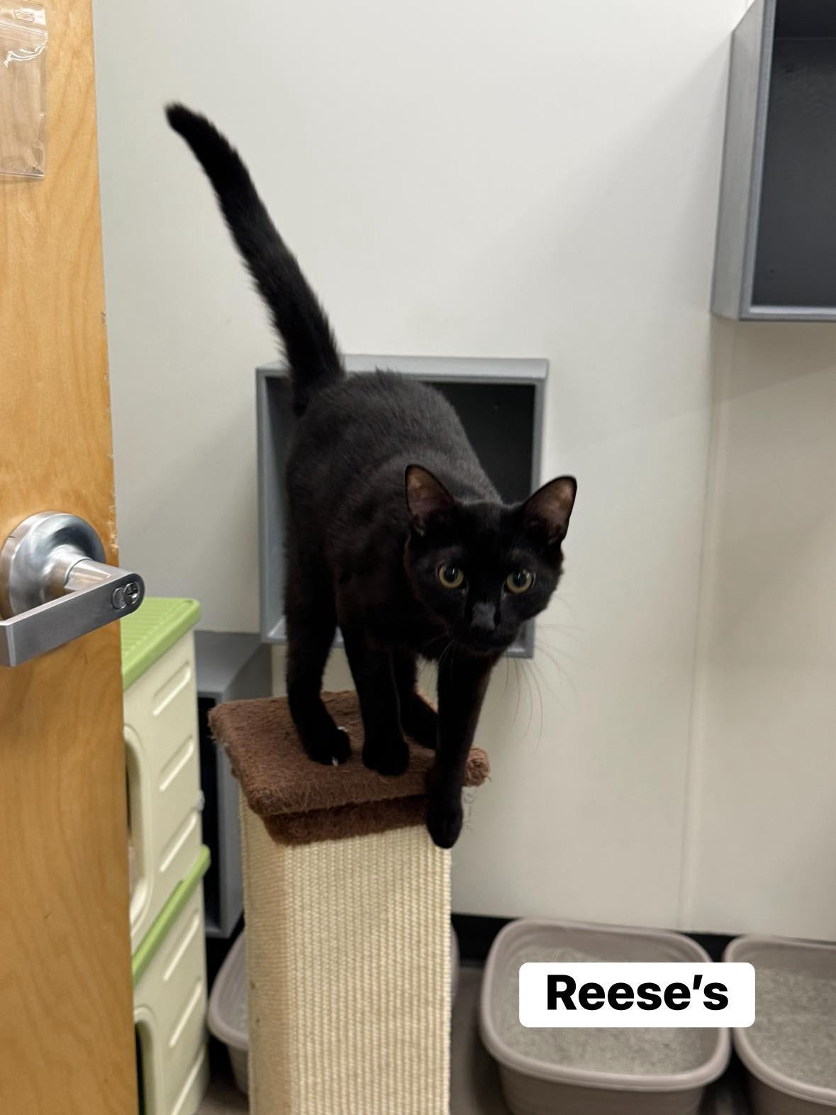 Reeses , ADOPTABLE, Kitten Male Domestic Short Hair.