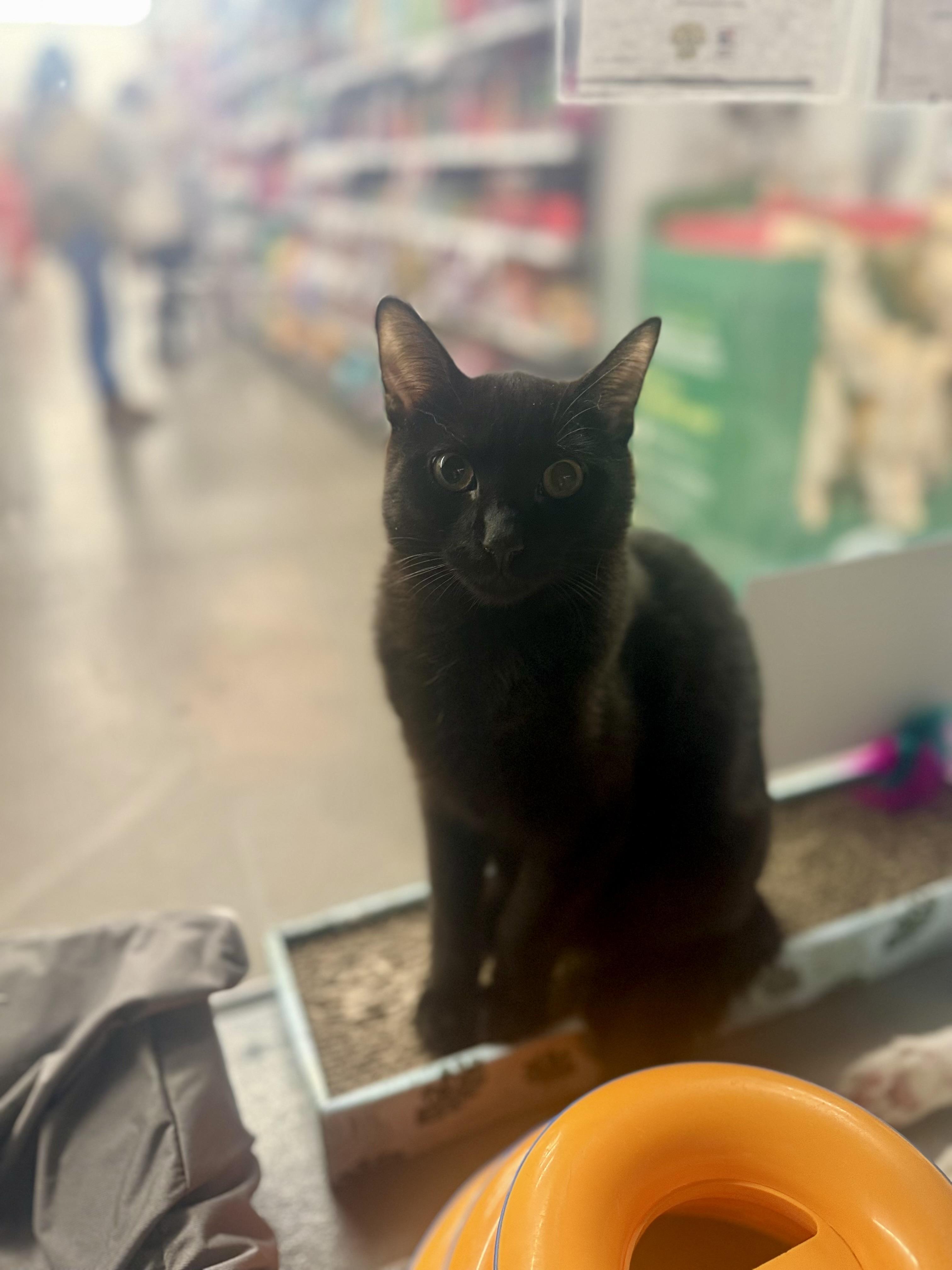 Enlarge Reeses , a ADOPTABLE Domestic Short Hair in Staten Island, NY image 3/5