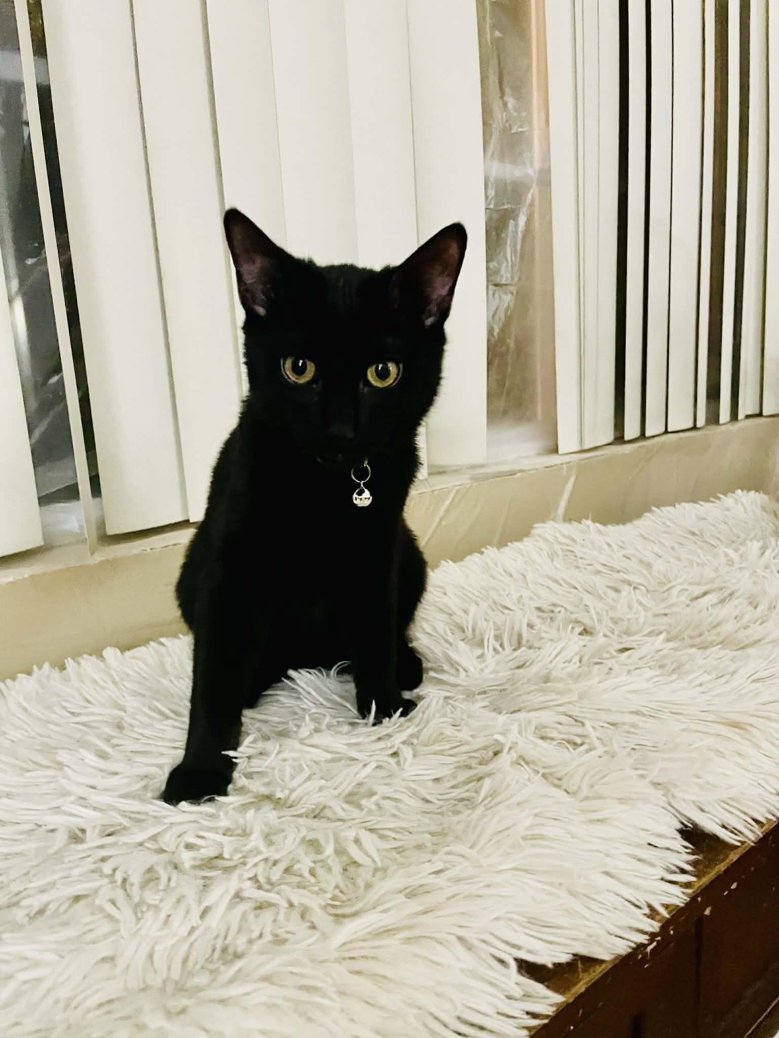 Enlarge Reeses , a ADOPTABLE Domestic Short Hair in Staten Island, NY image 5/5