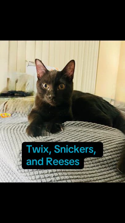 Enlarge Reeses , a ADOPTABLE Domestic Short Hair in Staten Island, NY video 4/5