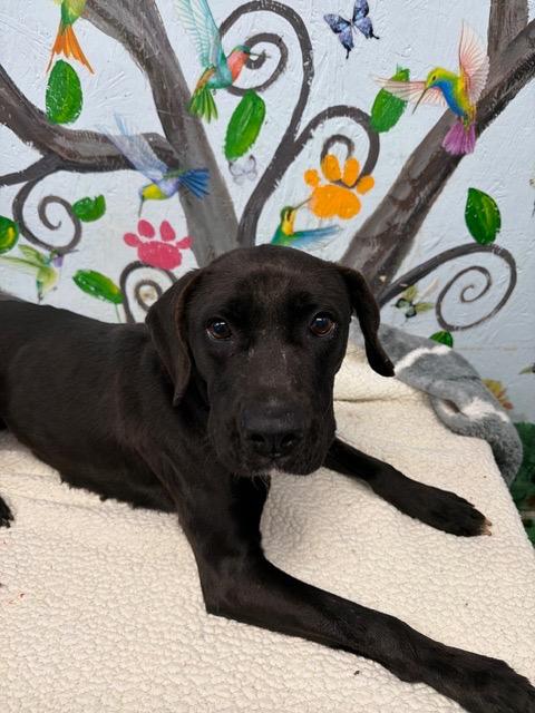 Enlarge Midnight 26., a Adoptable mixed breed in Brookhaven, MS image 2/4