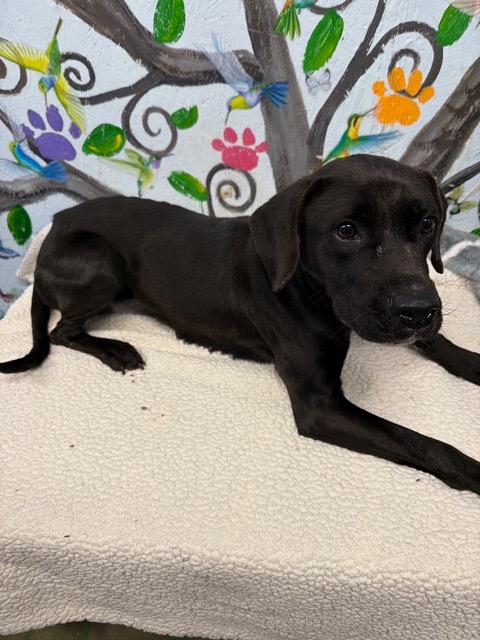 Enlarge Midnight 26., a Adoptable mixed breed in Brookhaven, MS image 3/4