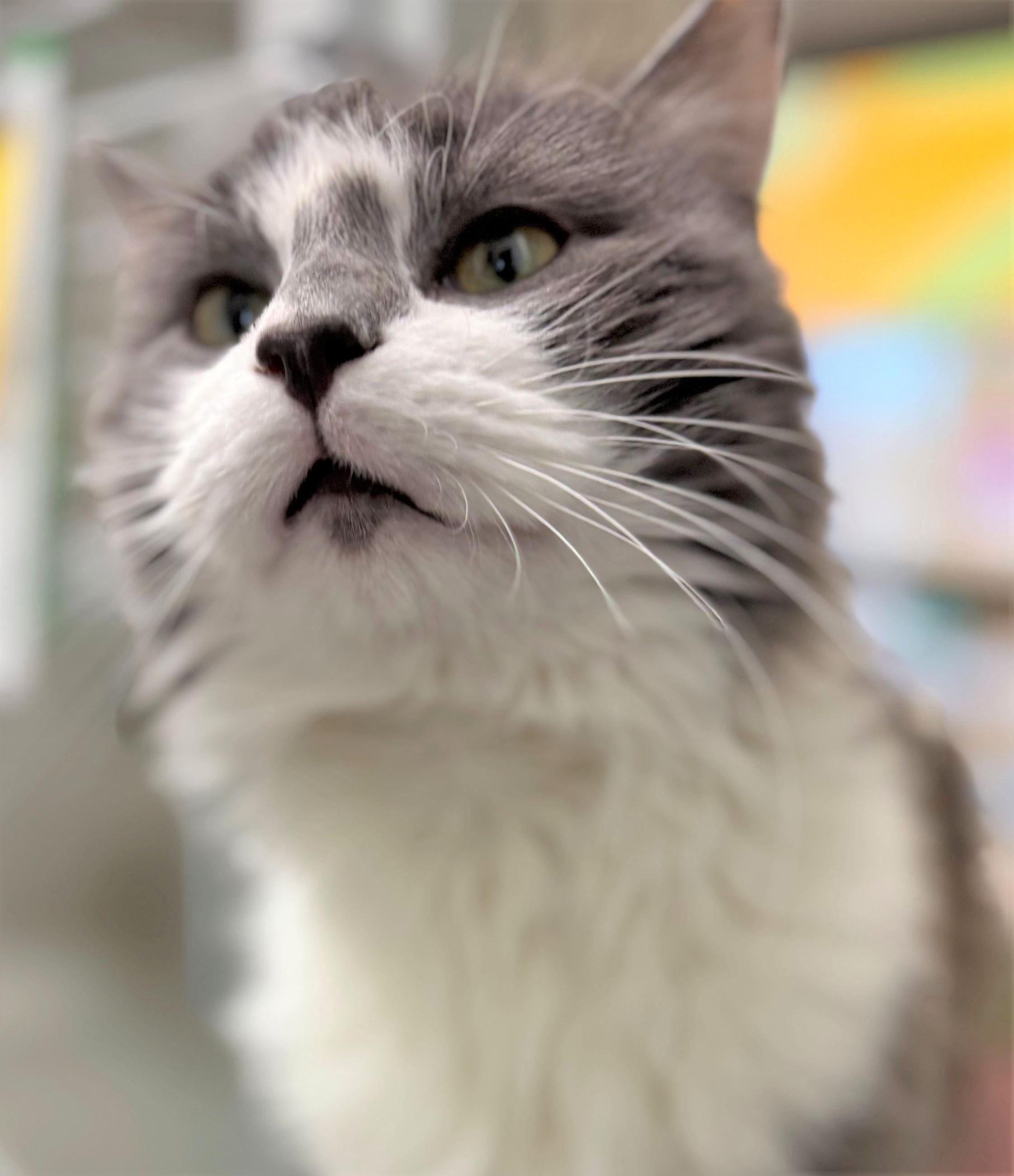 Enlarge Turbo Tax, a ADOPTABLE Domestic Long Hair in Iowa City, IA image 2/2
