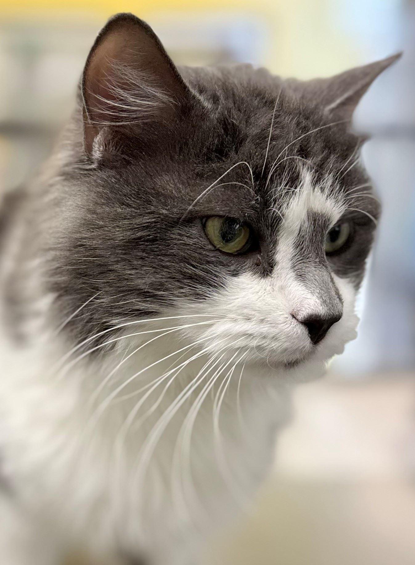 Enlarge Turbo Tax, a ADOPTABLE Domestic Long Hair in Iowa City, IA image 1/2