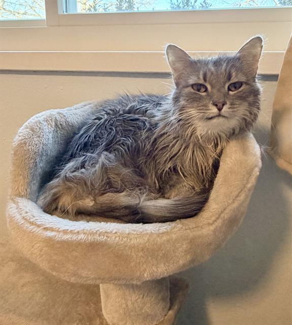 JEWEL, Adoptable, Senior Female Domestic Short Hair.