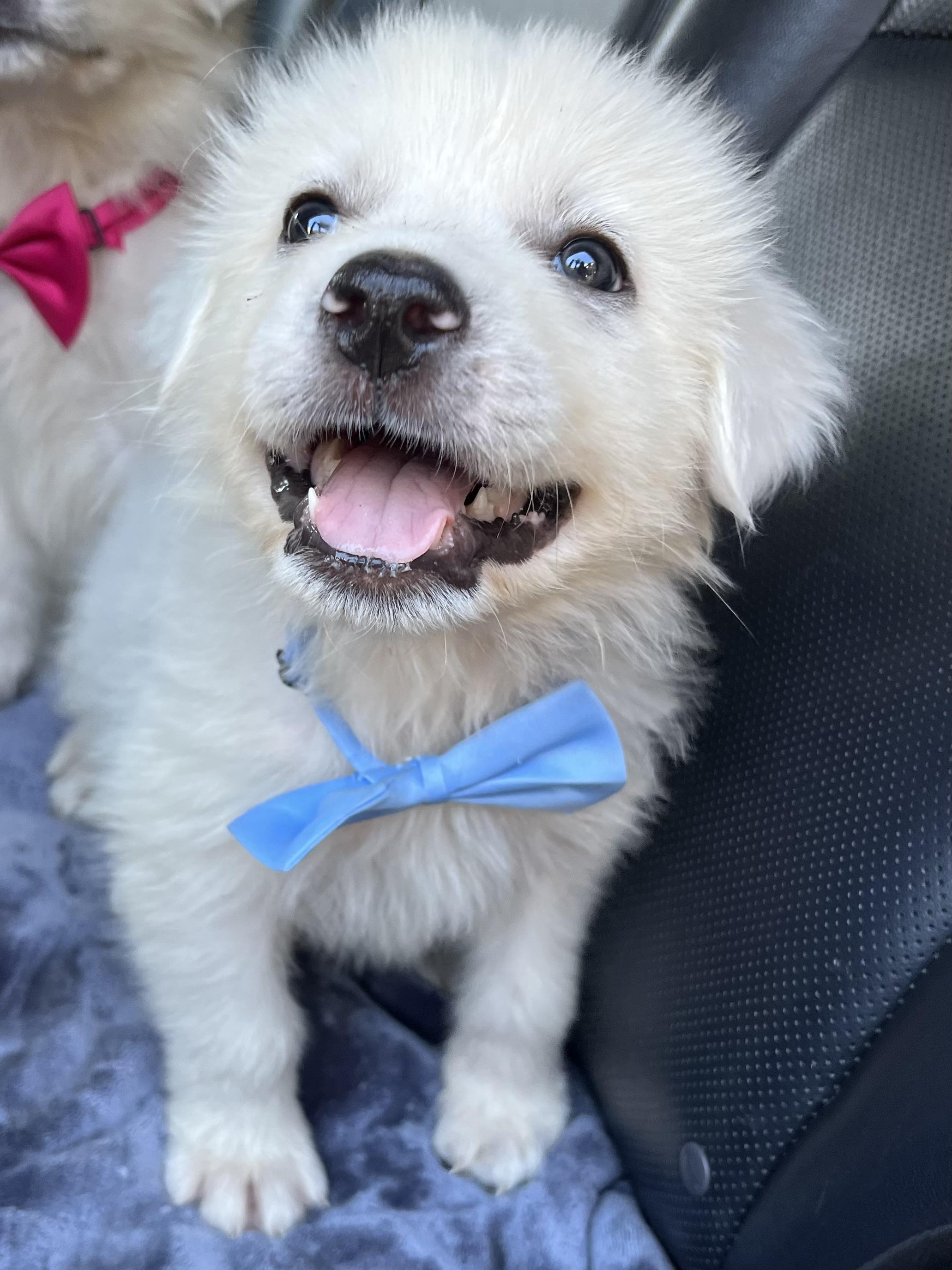 Pineapple , a Adoptable Great Pyrenees in Atlanta , GA image 2/6
