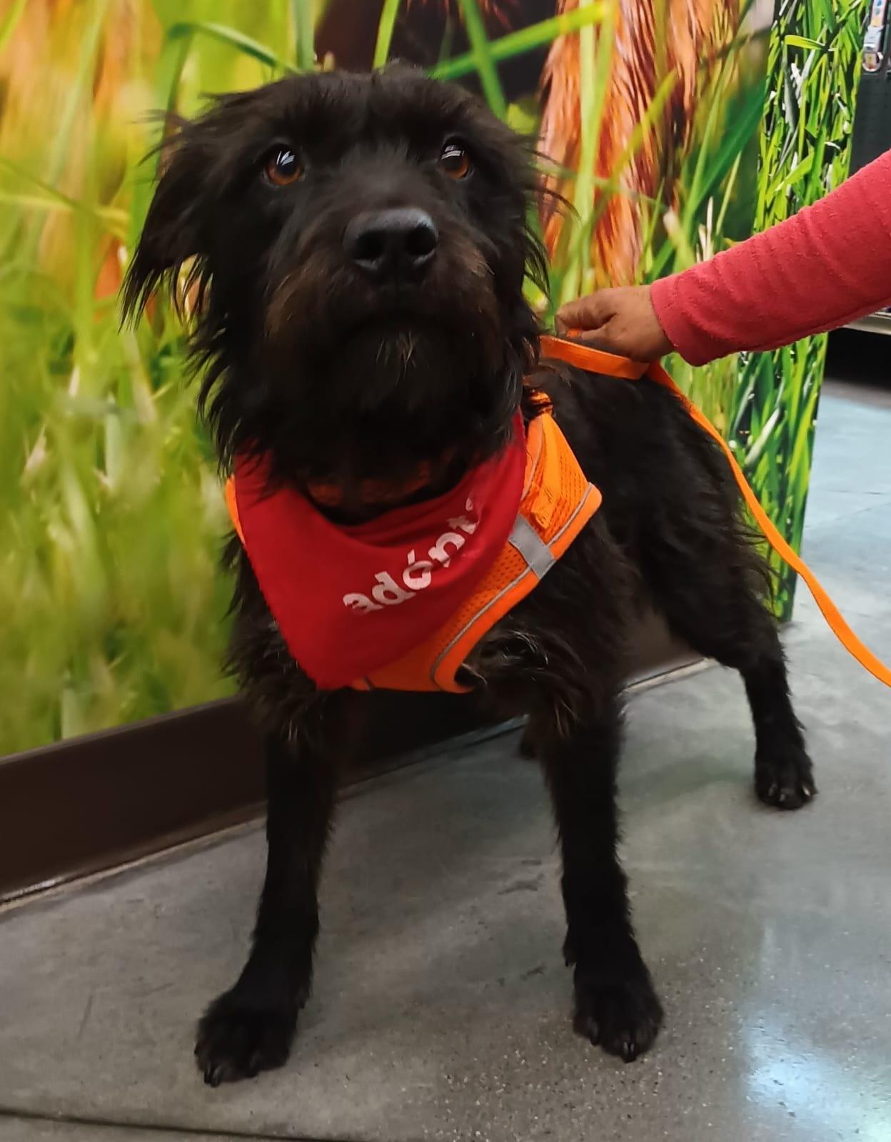 Enlarge Luna, a ADOPTABLE mixed breed in San Diego, CA image 5/6