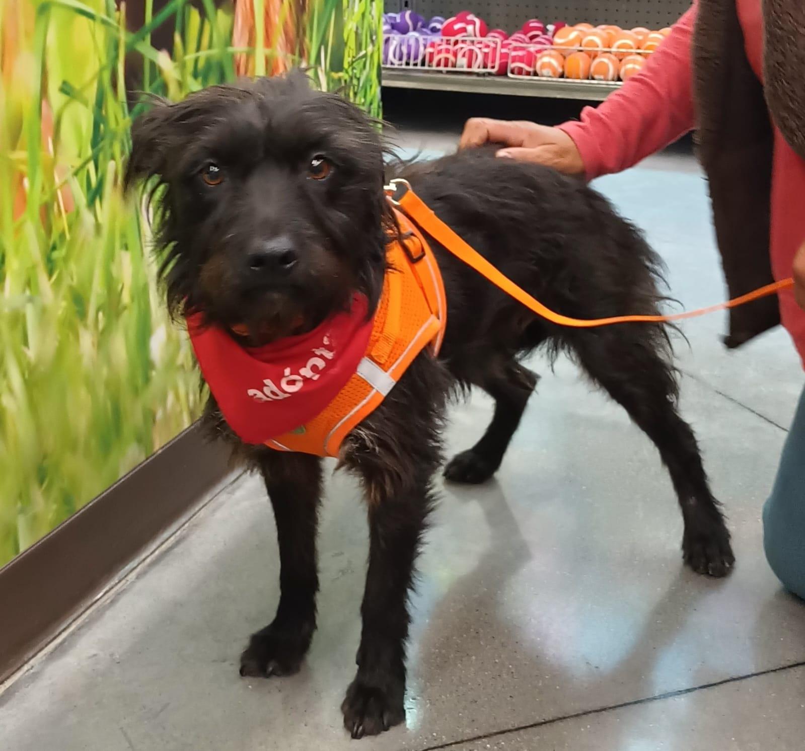 Enlarge Luna, a ADOPTABLE mixed breed in San Diego, CA image 3/6