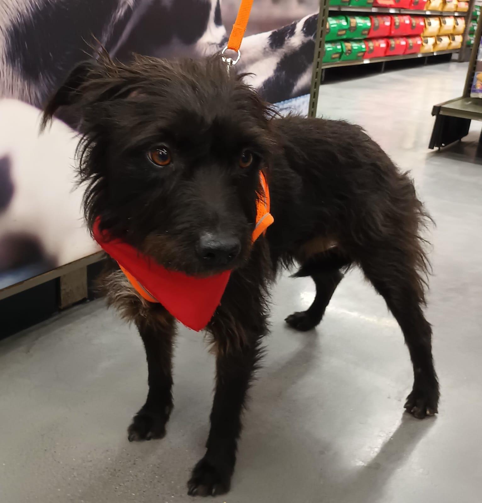 Enlarge Luna, a ADOPTABLE mixed breed in San Diego, CA image 4/6